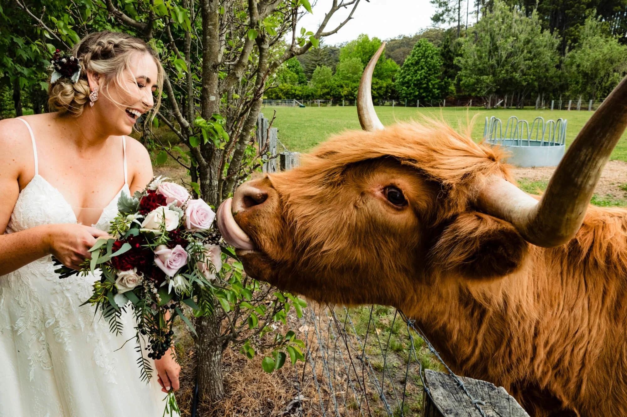best-wedding-photography-cow-eating-bouquet.jpg