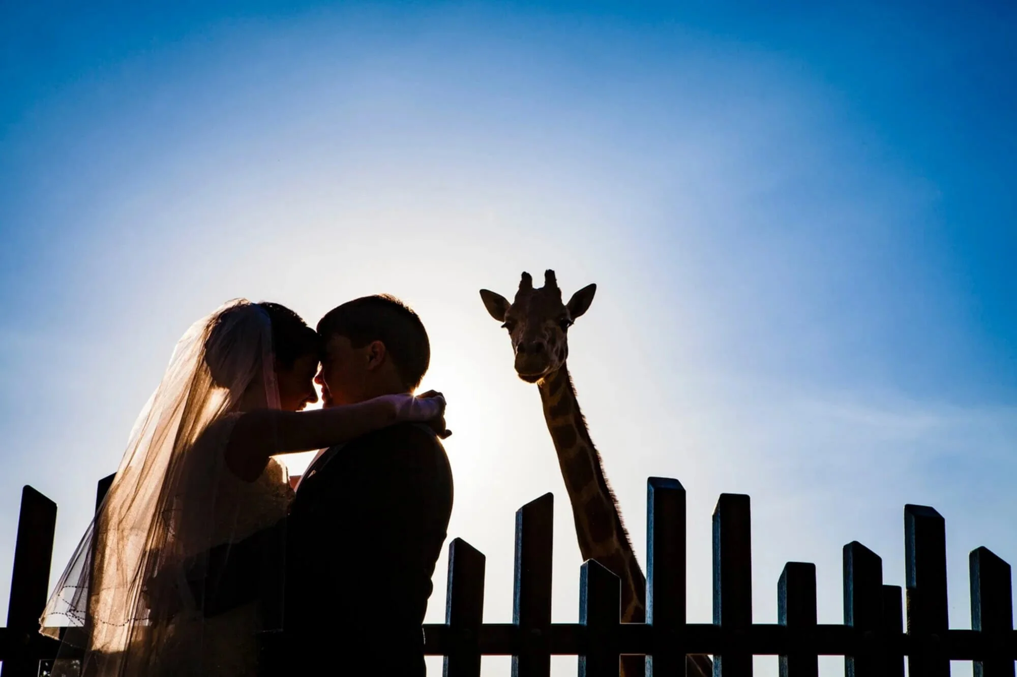 best-wedding-photography-giraffe-at-taronga-zoo.jpg