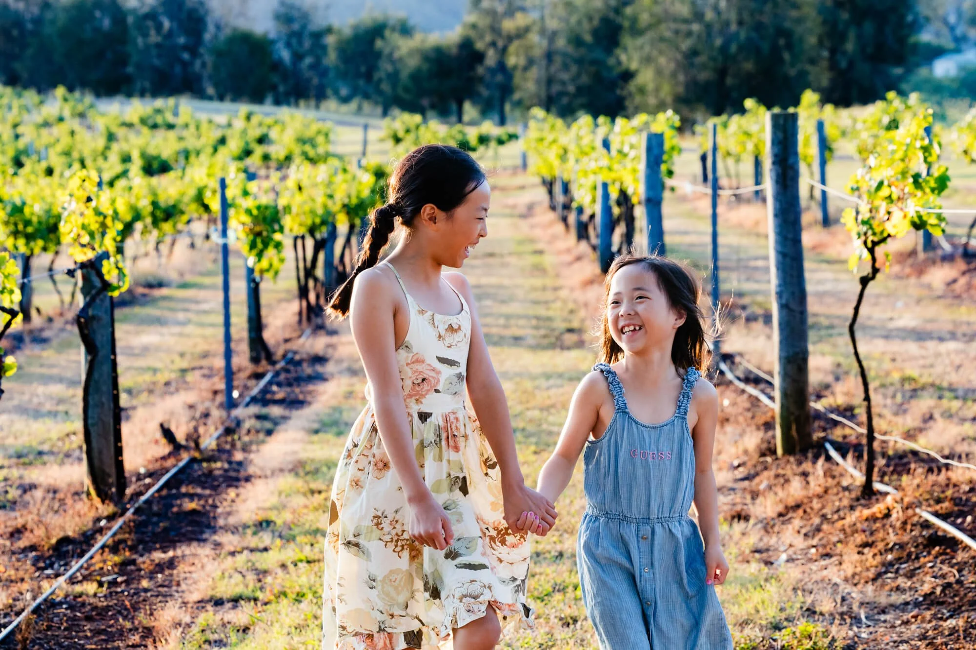 Two sisters in summer dresses walking hand in hand between rows of grapevines in a vineyard in evening light, Pokolbin, Hunter Valley.
