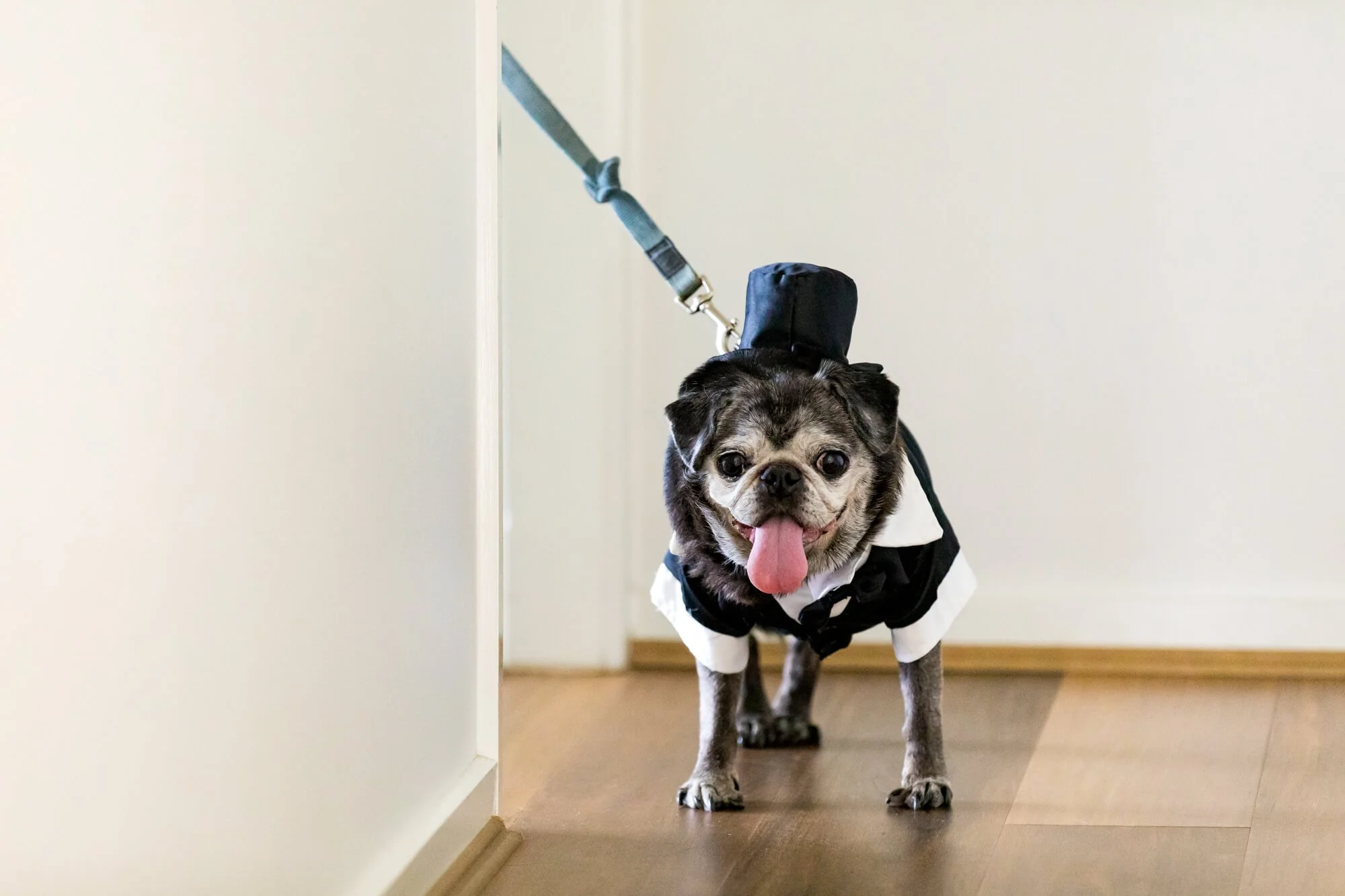 best-wedding-photography-dog-in-suit.jpg