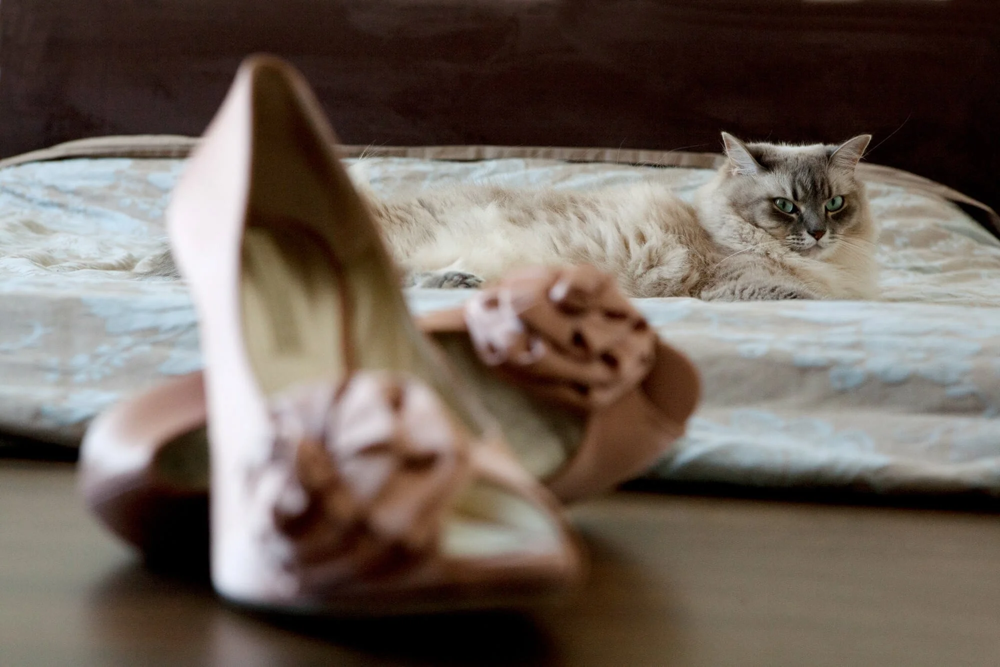 best-wedding-photography-cat-and-bride-shoes.jpg