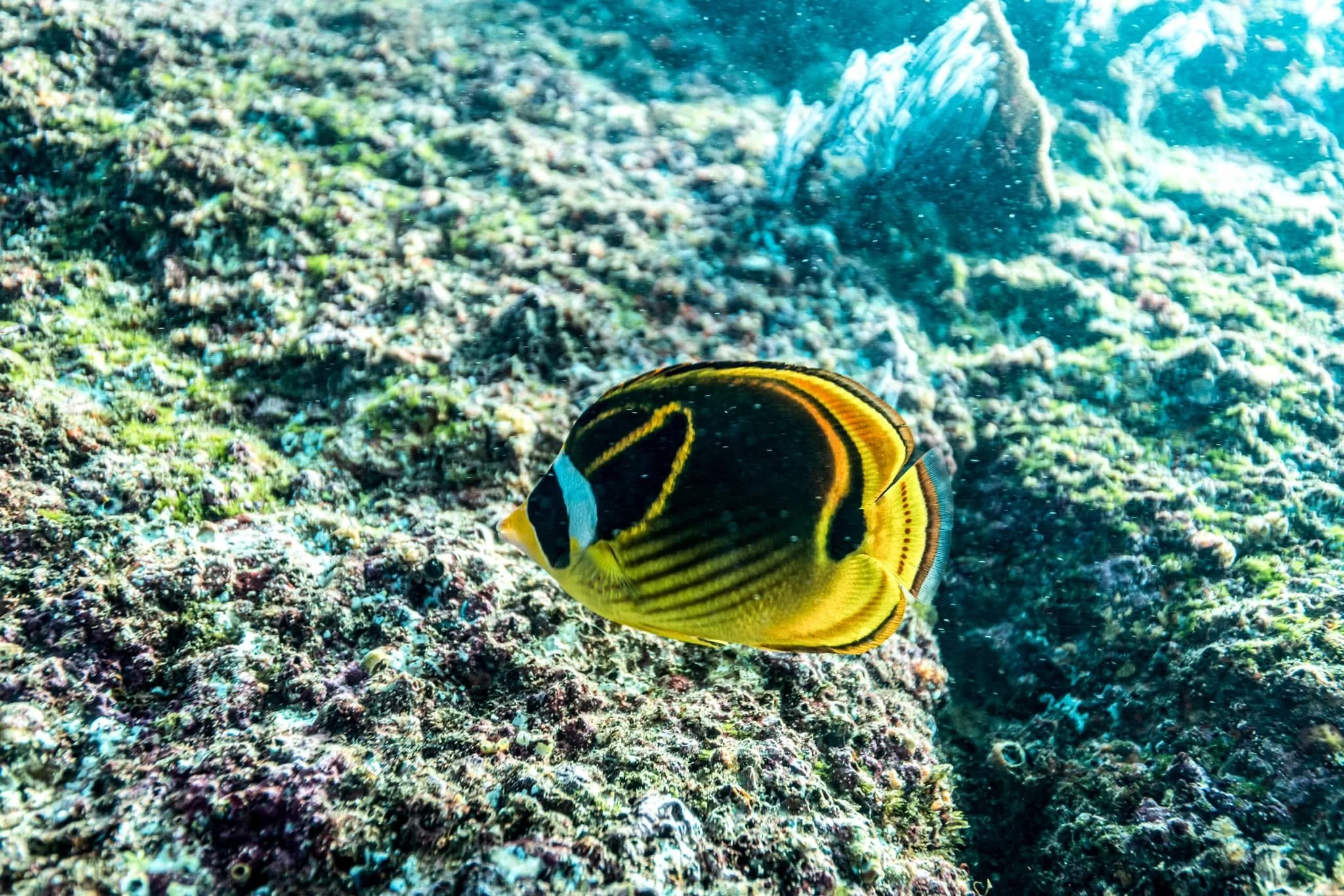 The Best Scuba Diving in Cabo San Lucas — Where to Dive and How to Book