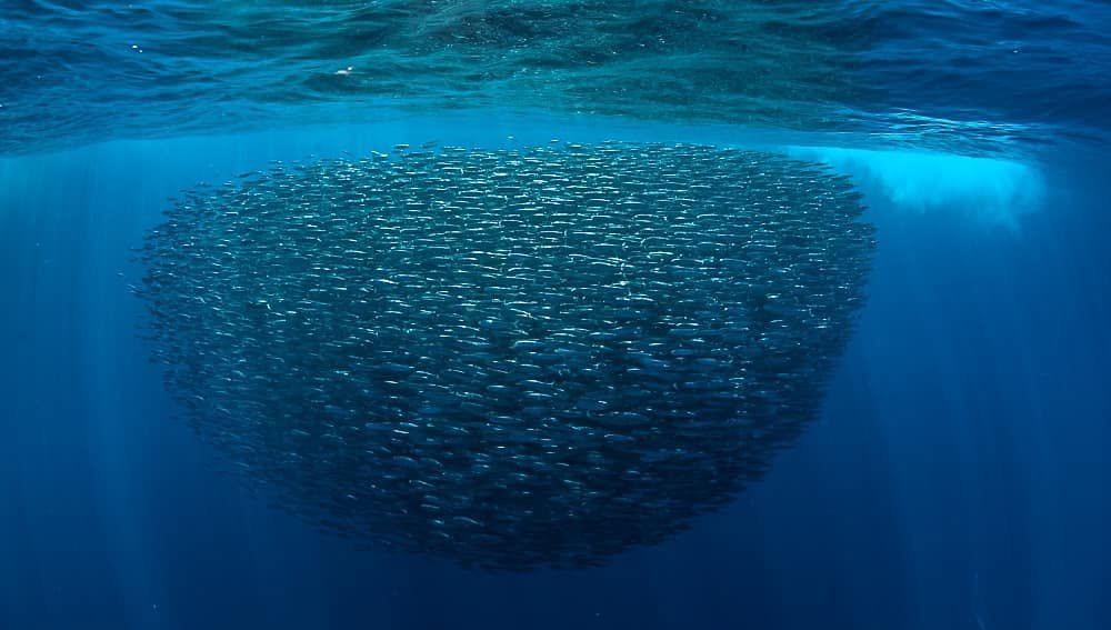 Nautilus Dive Tech: Scuba Diving, Whale Watching &amp; Ocean Adventures in Cabo San Lucas