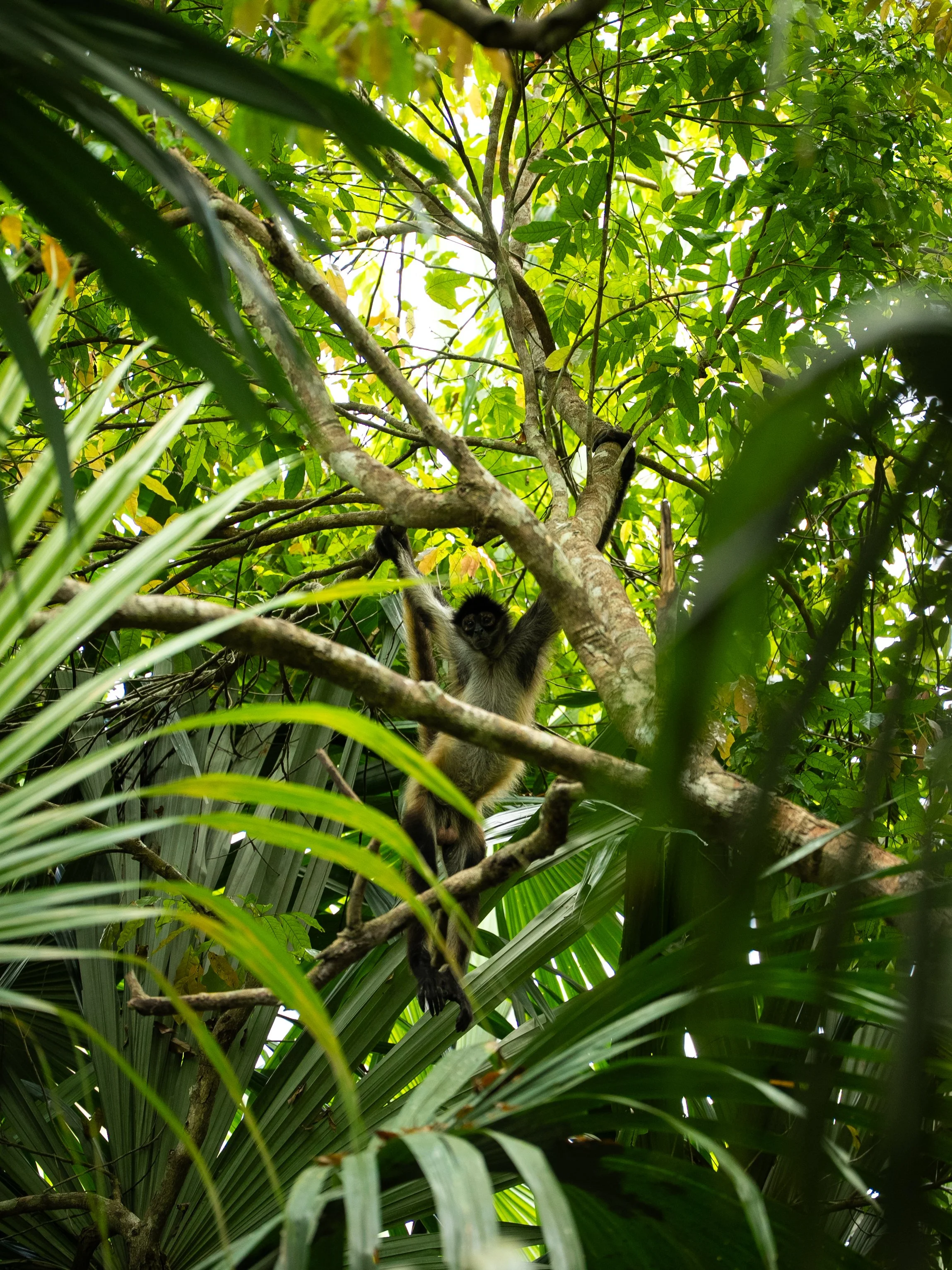 TIKAL MONKEY