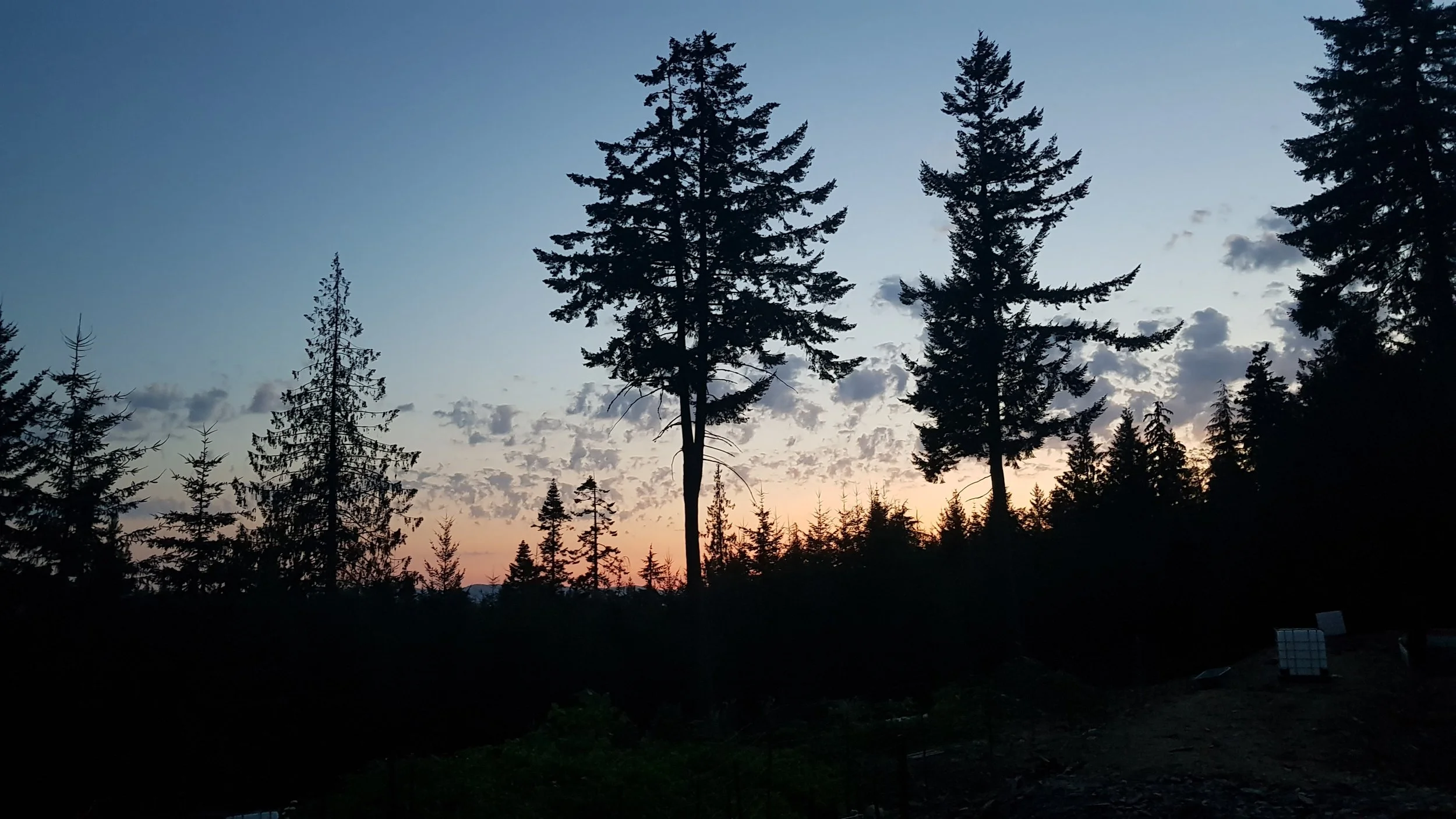 Silhouetted pine trees against a sunset sky with scattered clouds.