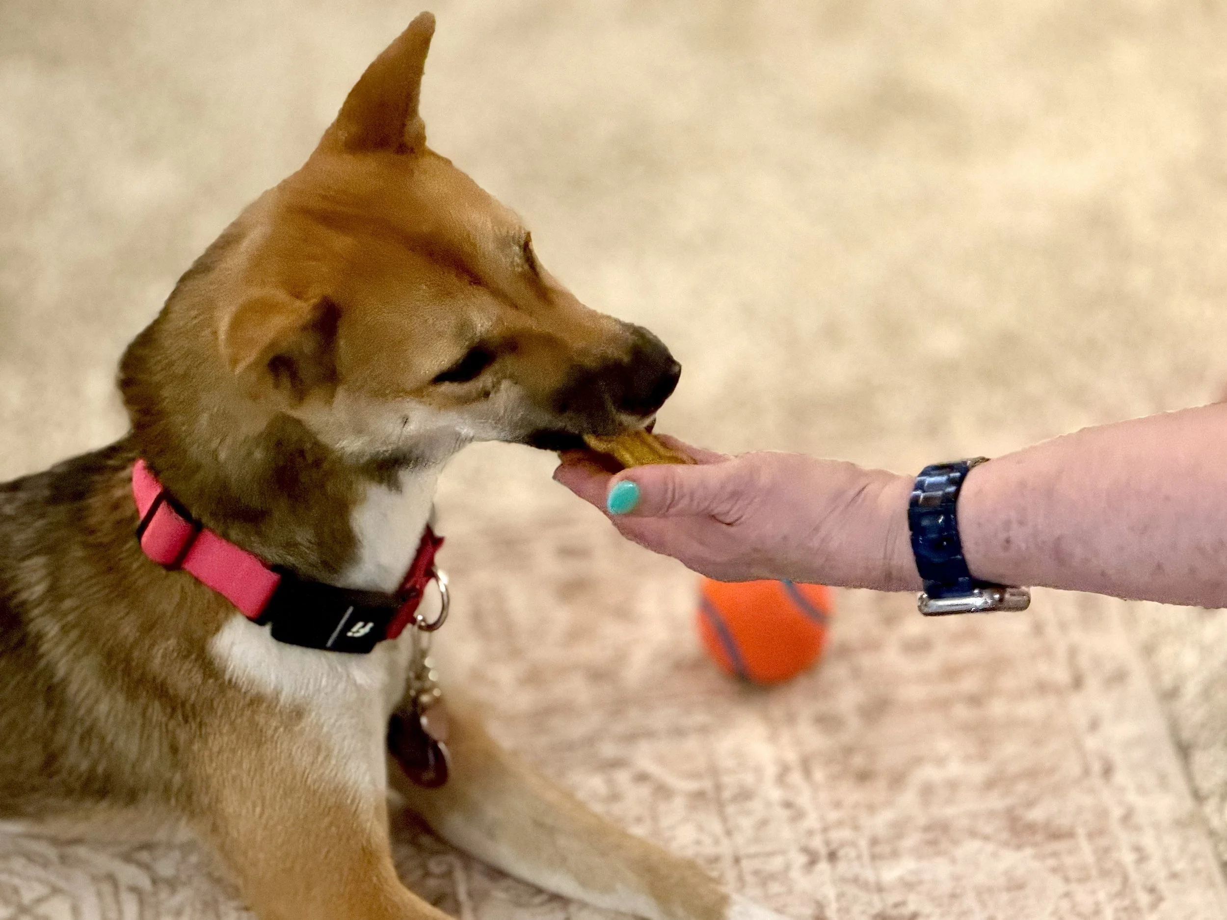 A dog with a brown coat and white chest is being fed a treat by a person. The person has a blue watch and turquoise nail polish. The dog is wearing a pink collar with a black harness.
