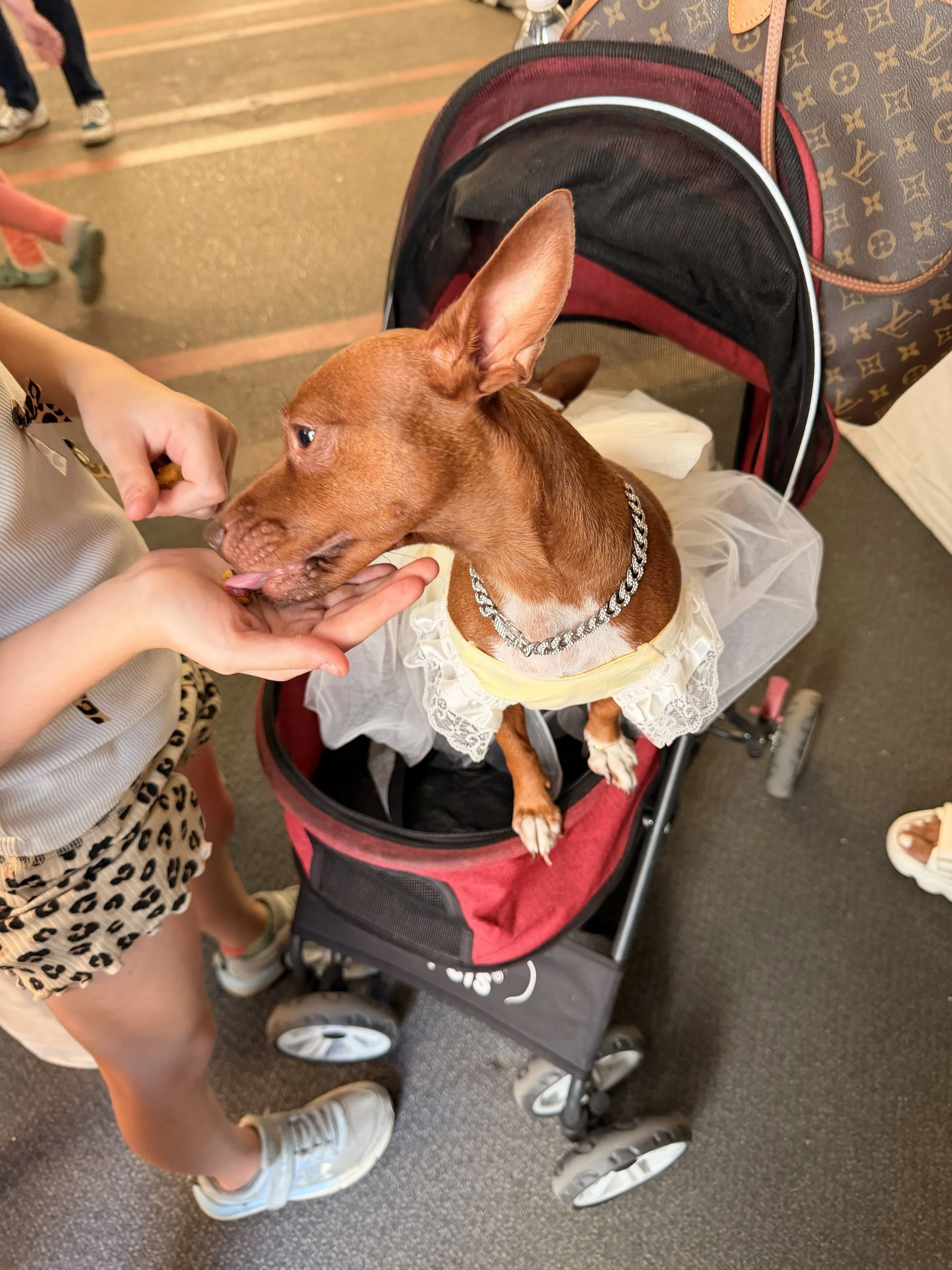 A small brown dog with large ears wearing a yellow dress with lace trim and a silver chain necklace inside a stroller. A person in leopard print shorts and white sneakers holds the dog's face, and other people are visible in the background.