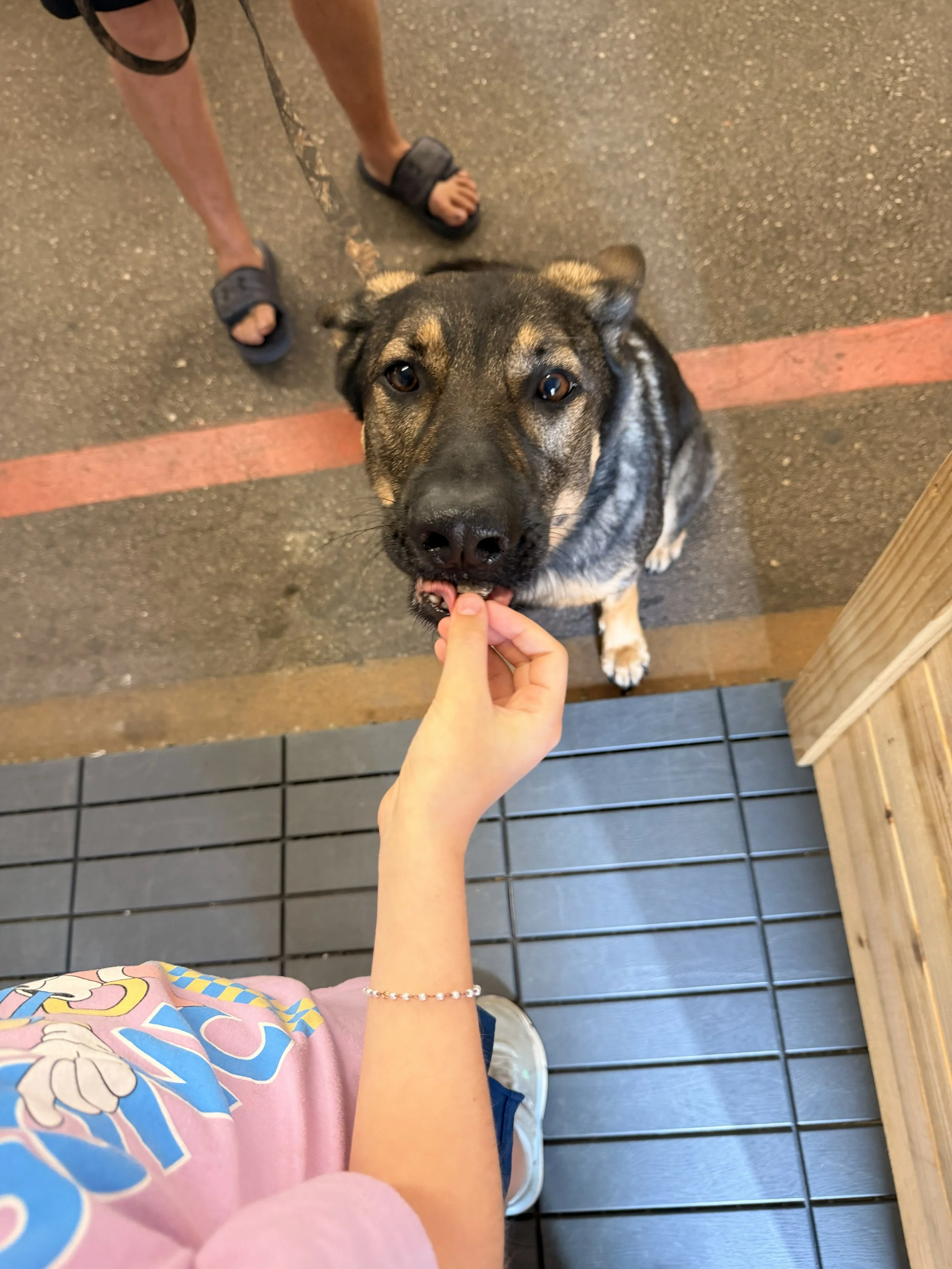 Person wearing a pink shirt with a colorful design, holding a dog's chin with their left hand, the dog is a large, black and gray mixed breed looking up at the camera.