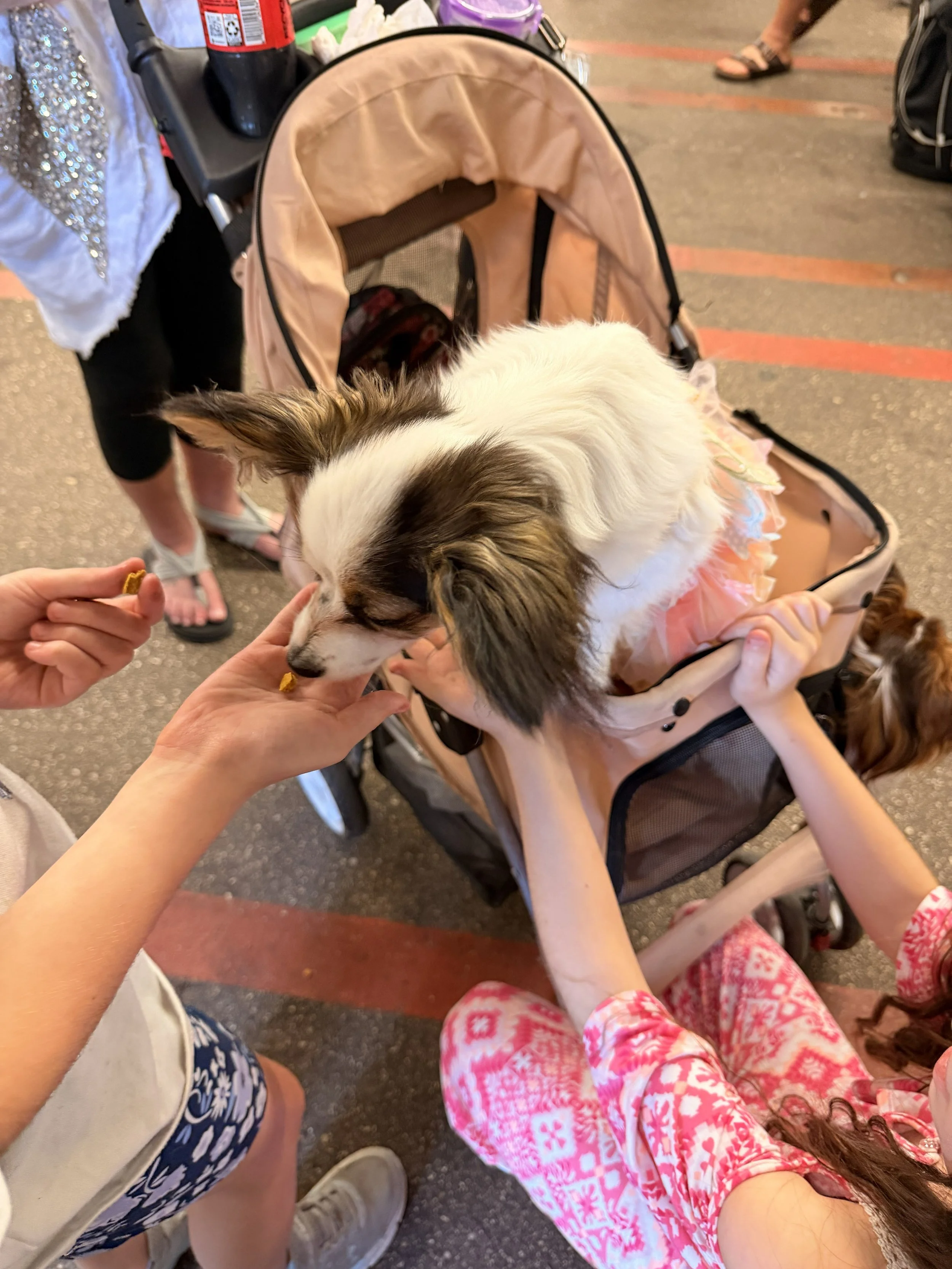 A small dog wearing a pink dress is being fed a treat by a person. The person is holding the treat near the dog’s mouth while the dog leans forward to eat it. The dog is in a dog stroller, and people are visible in the background, some wearing sandals and shorts.