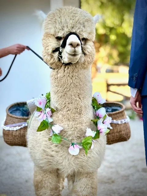 Alpaca Wine  Service