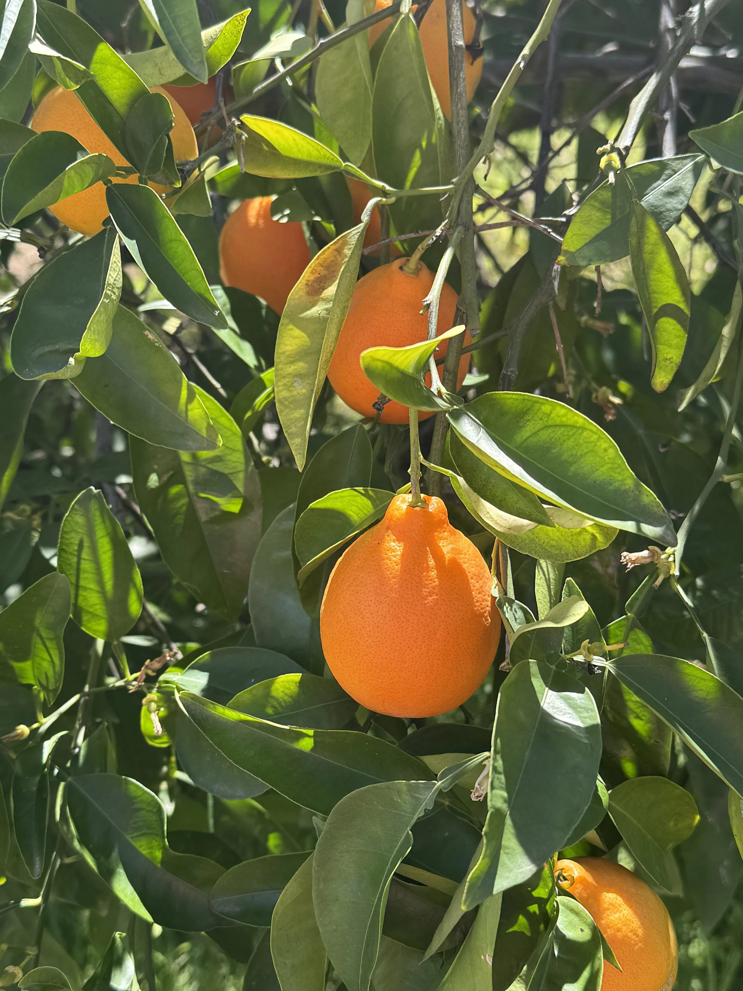 Orange Preserves