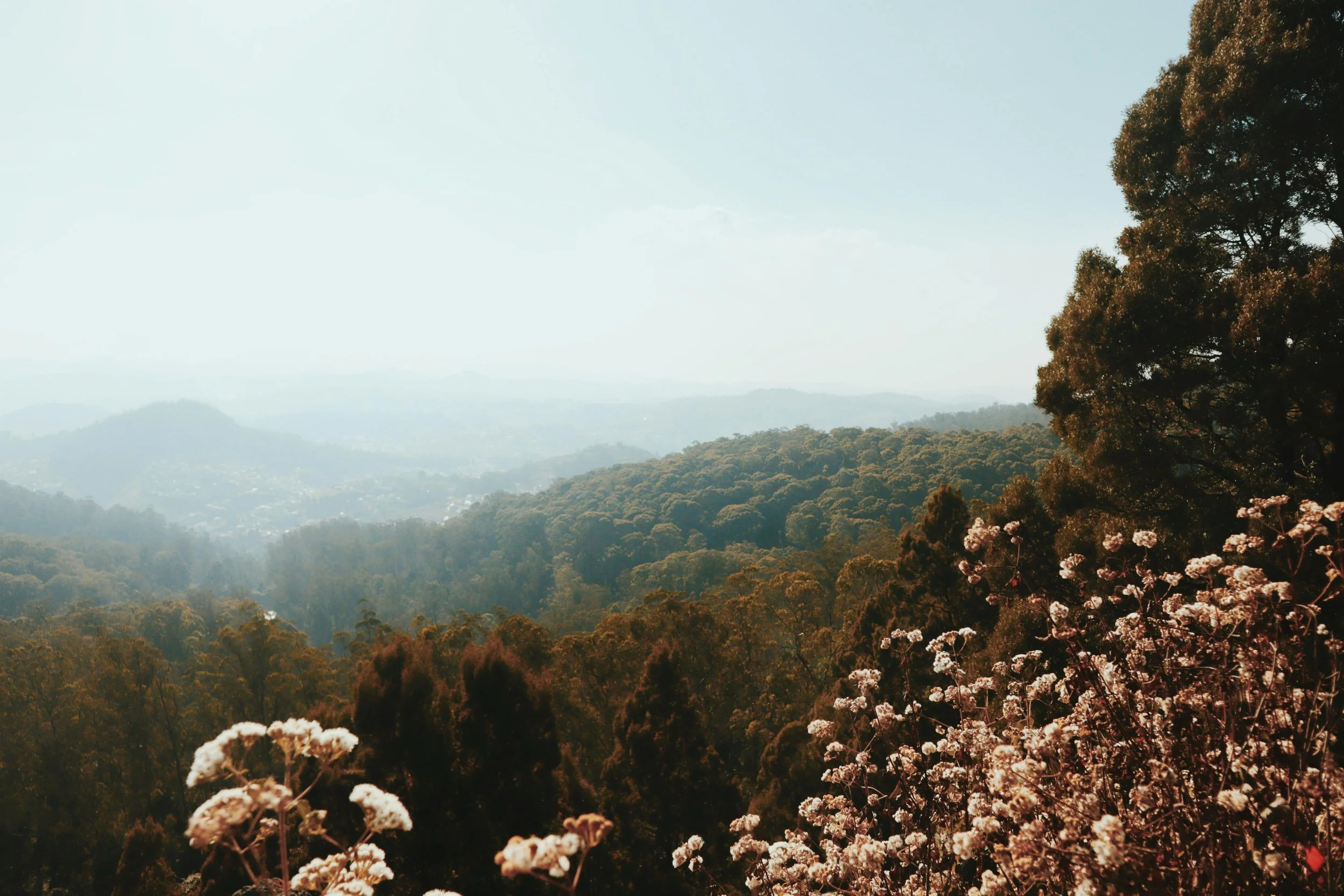 Dandenong Ranges forest path counselling Sassafras