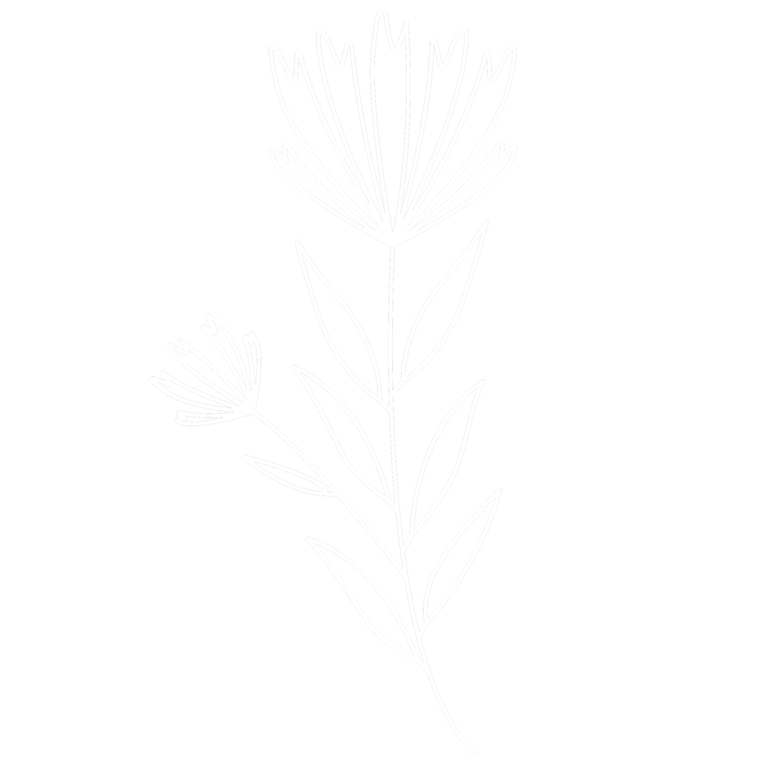 Minimalist line drawing of a plant with long, narrow leaves and tall, open flowers on a black background.