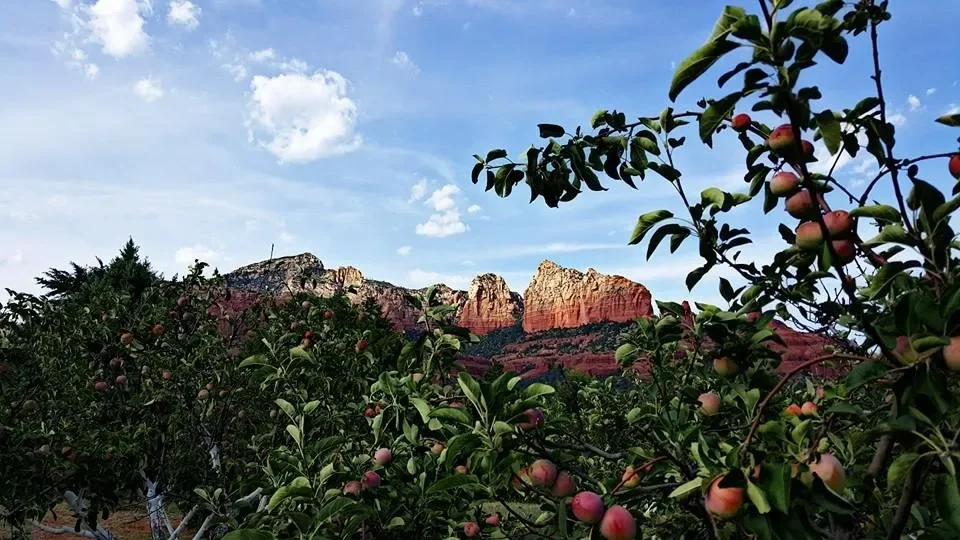 Why We Started Oak Creek Apple Company (And Why Apple Cider Vinegar Deserves Another Look)