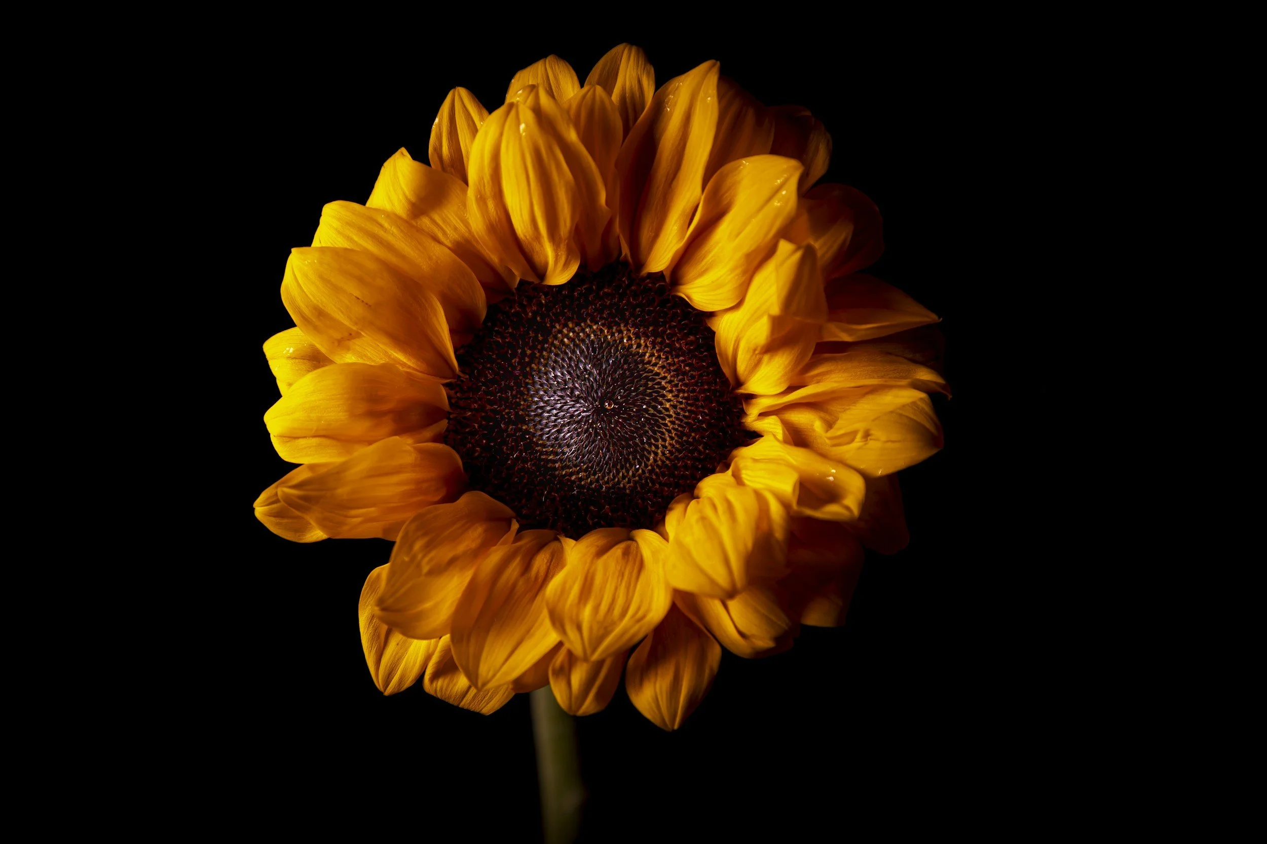 A close-up image of a sunflower with yellow petals and a dark center against a black background.
