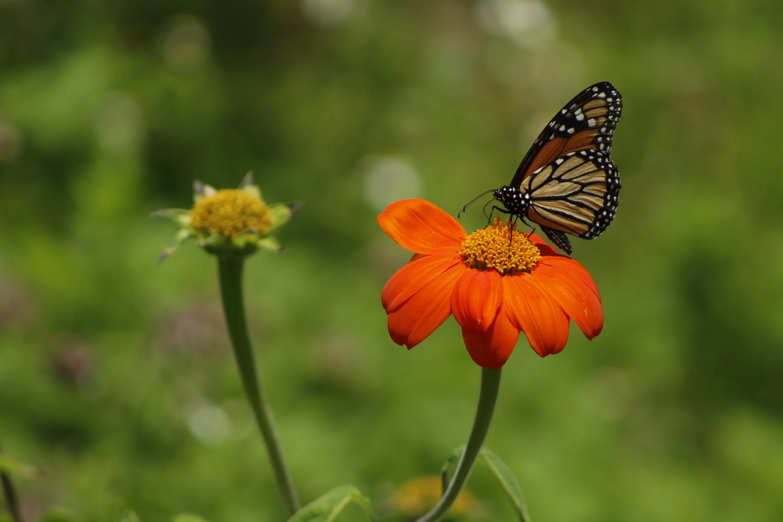 The Florida Botanical Gardens