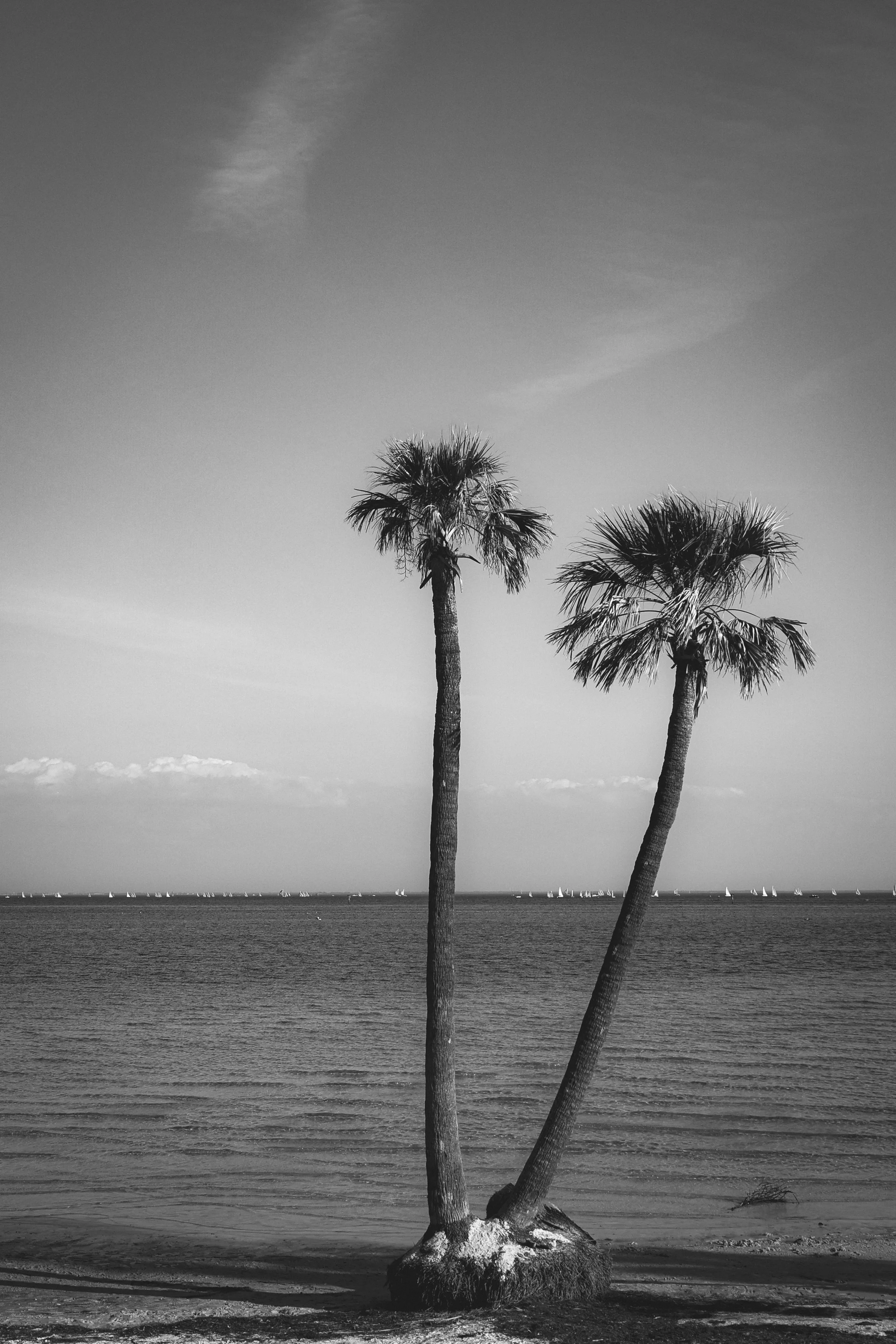 Two palm trees standing on a beach with the ocean and sailboats in the distance under a partly cloudy sky, all in black and white.