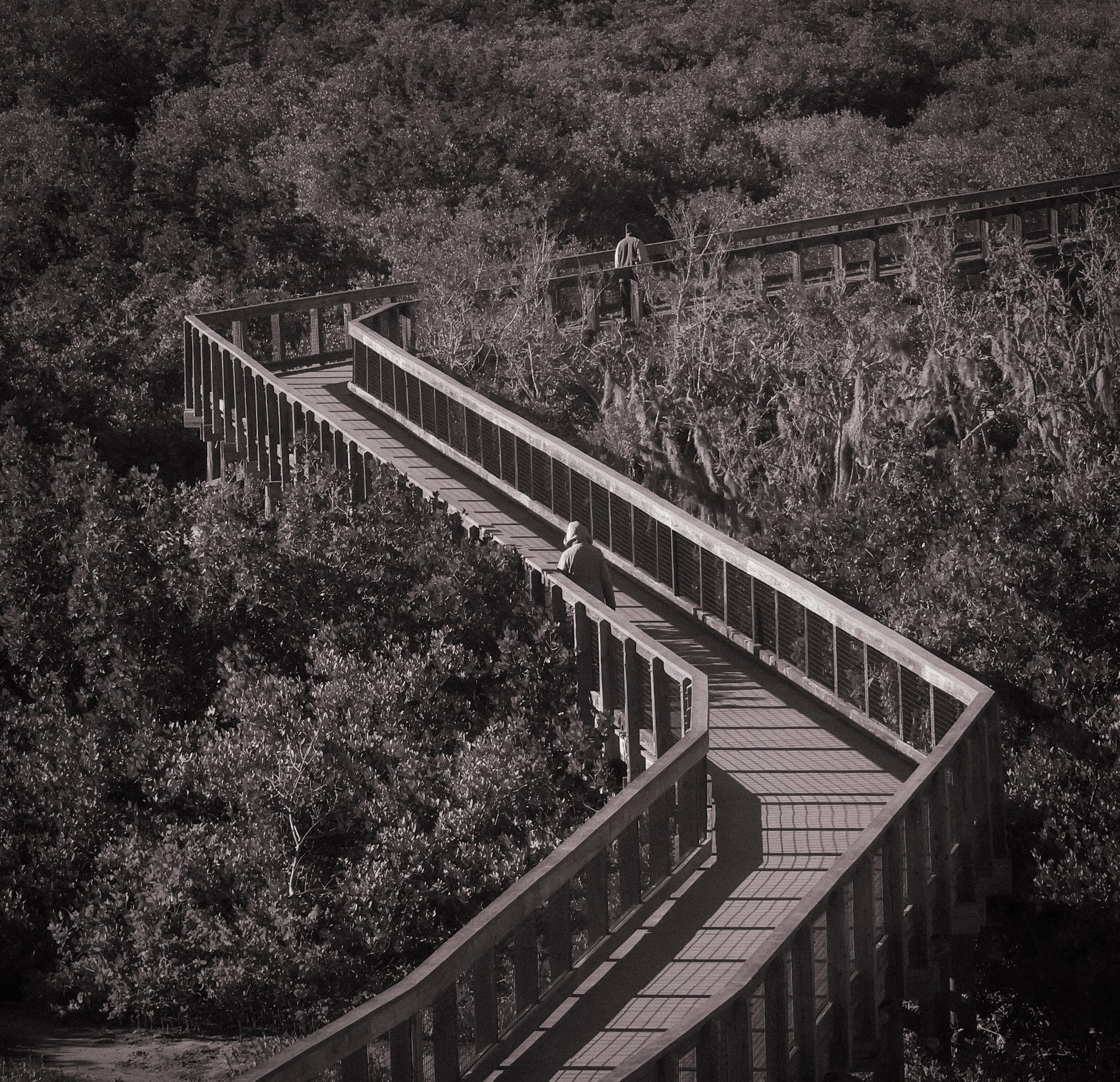 Night view of a winding elevated walkway through dense trees, with two people walking on it, captured in black and white.