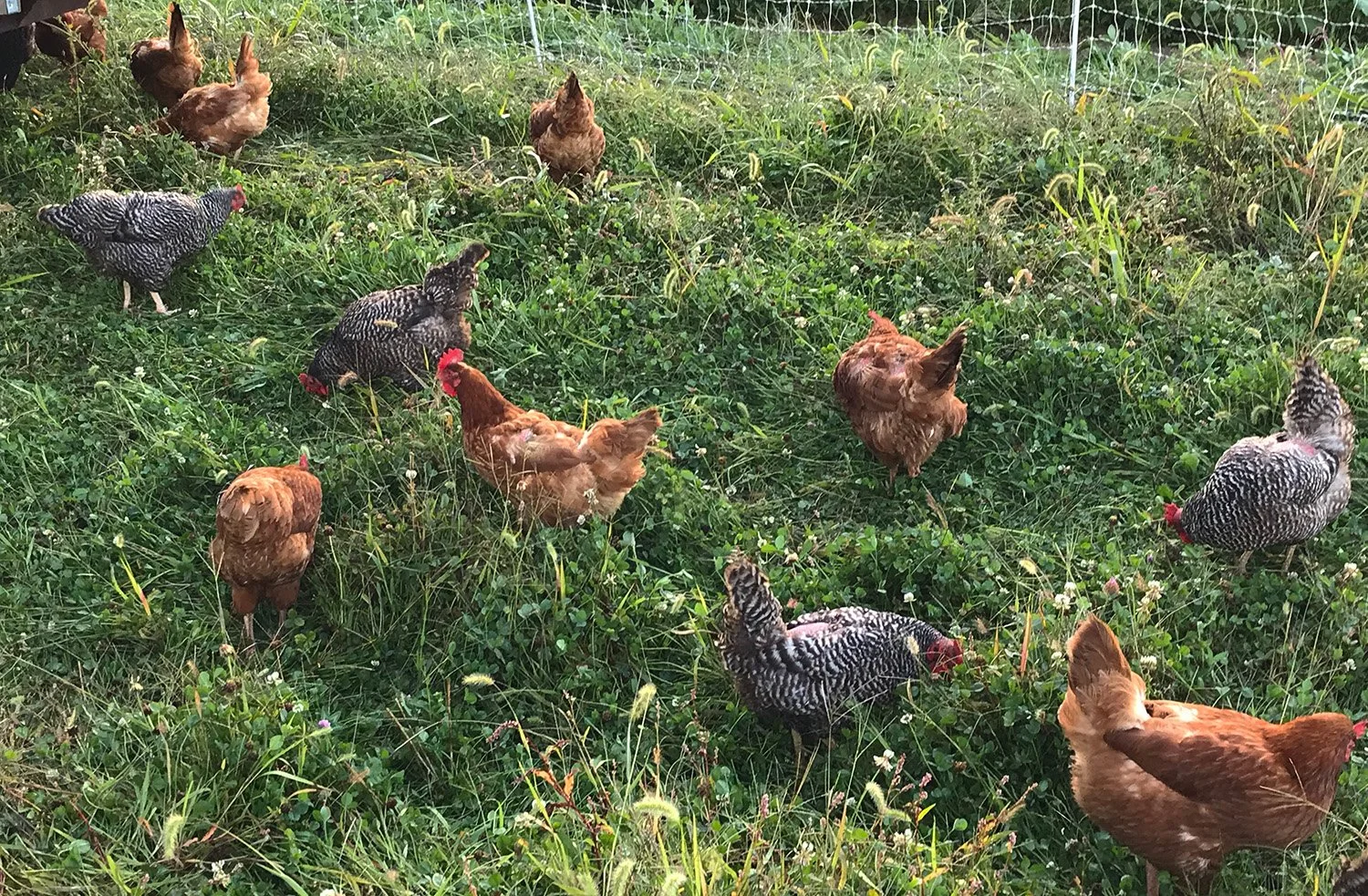 A group of chickens pecking at the grass in a field.