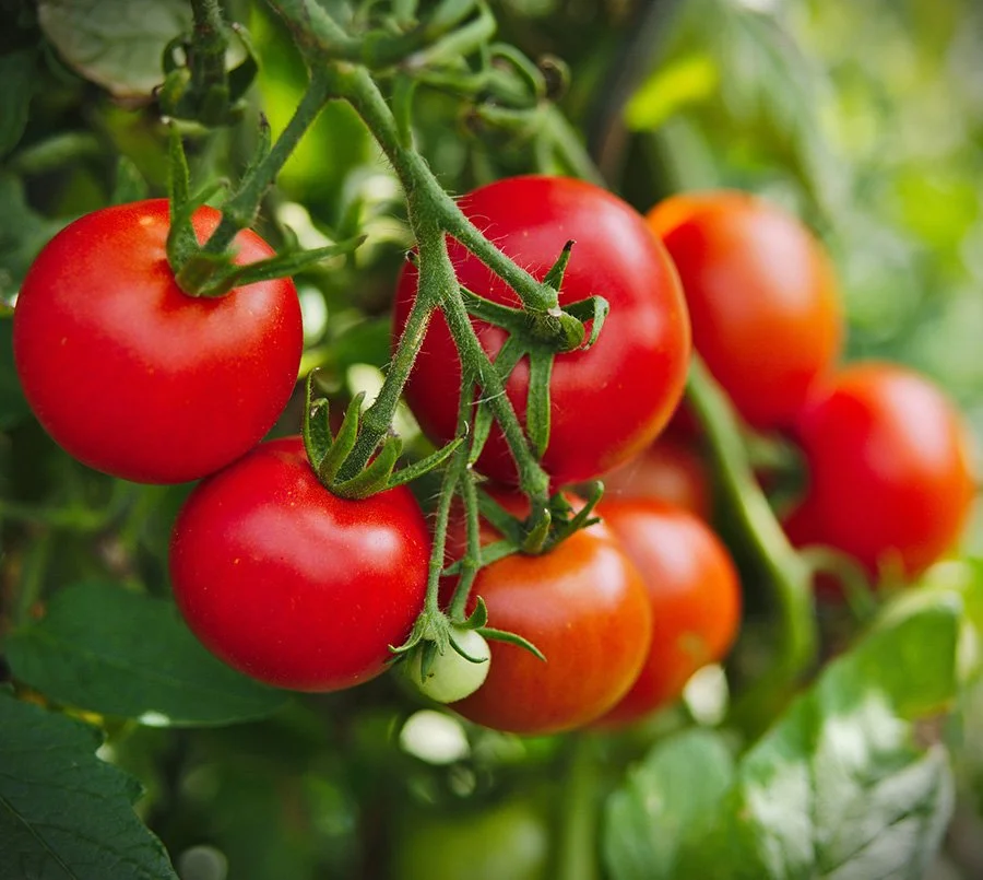 Cluster of ripe red tomatoes on the vine with green leaves and stems.