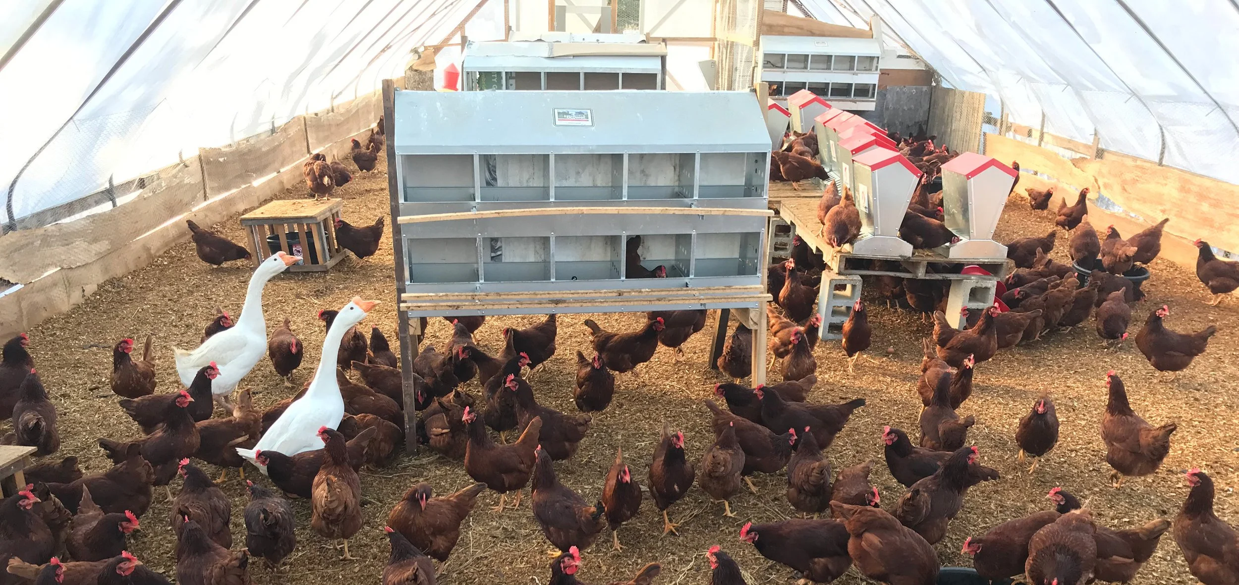 Inside a greenhouse with numerous chickens and ducks around automated feeders, on a dirt floor with a plastic covering overhead.