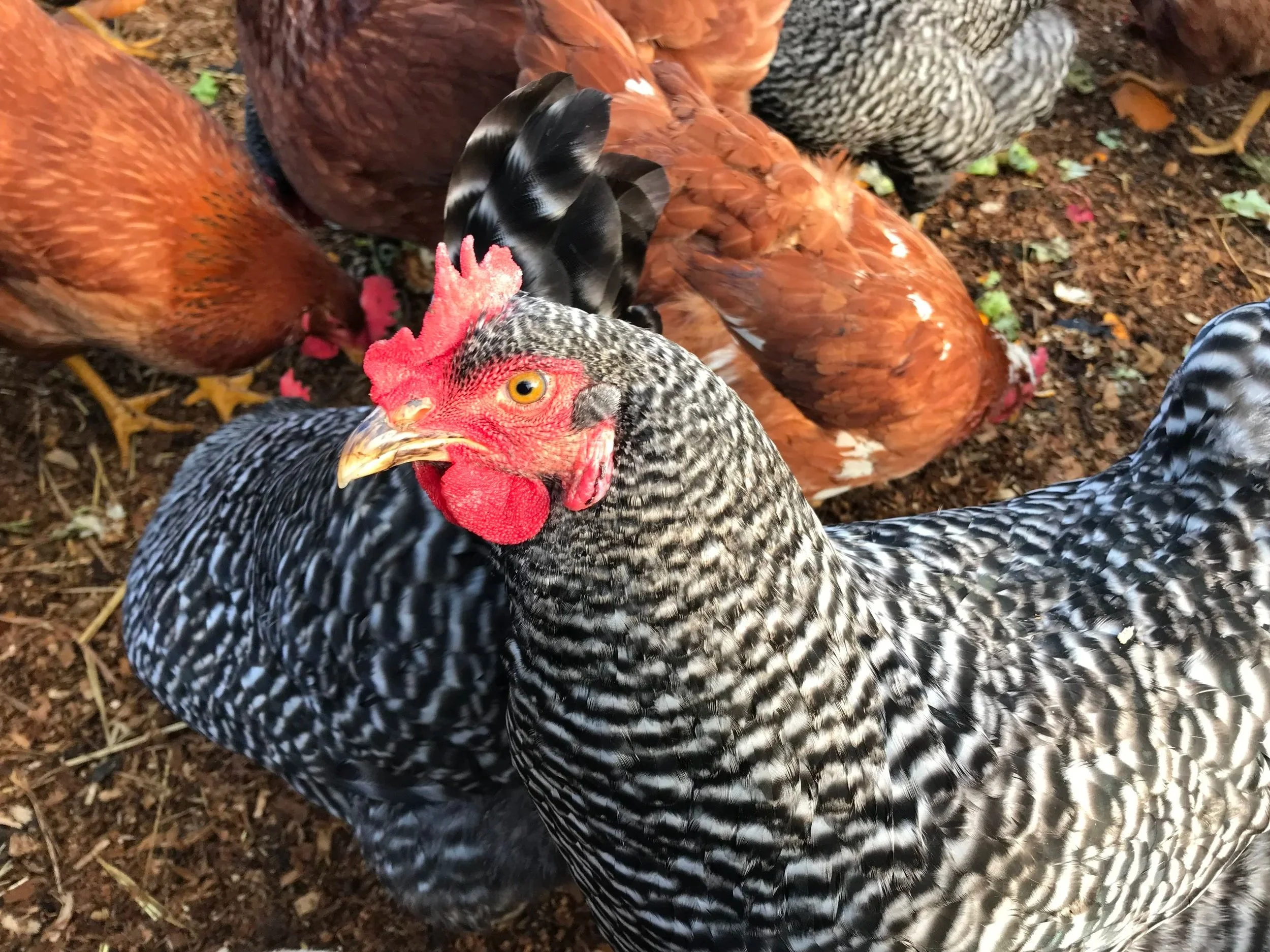 A close-up of a chicken with black and white feathers, a red comb, and a yellow beak, standing among other chickens with brown, black, and speckled feathers, on a dirt ground.