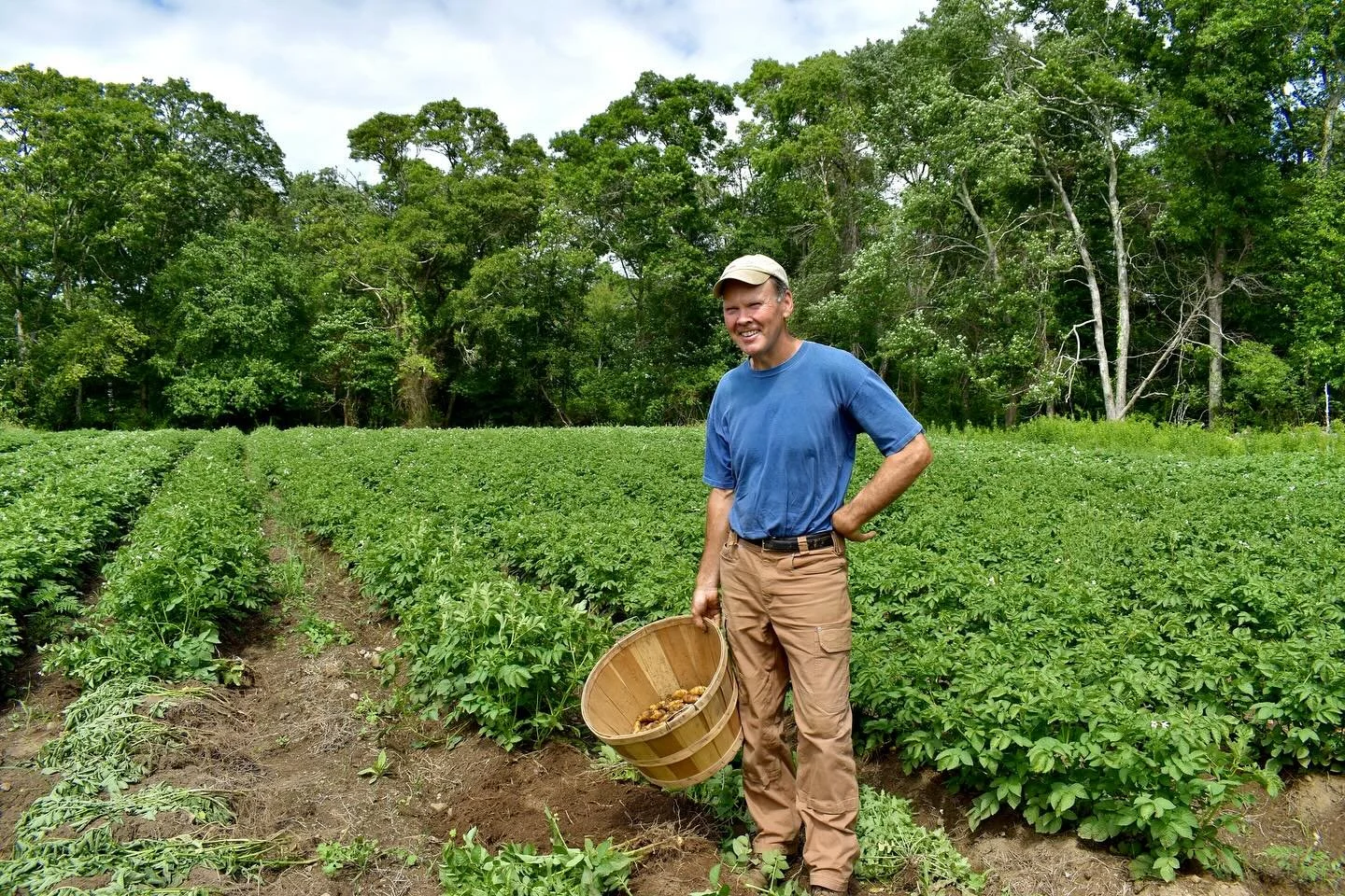 A man in a blue t-shirt and khaki pants standing in a lush green field, holding a wooden basket filled with freshly harvested potatoes, with trees and a blue sky in the background.