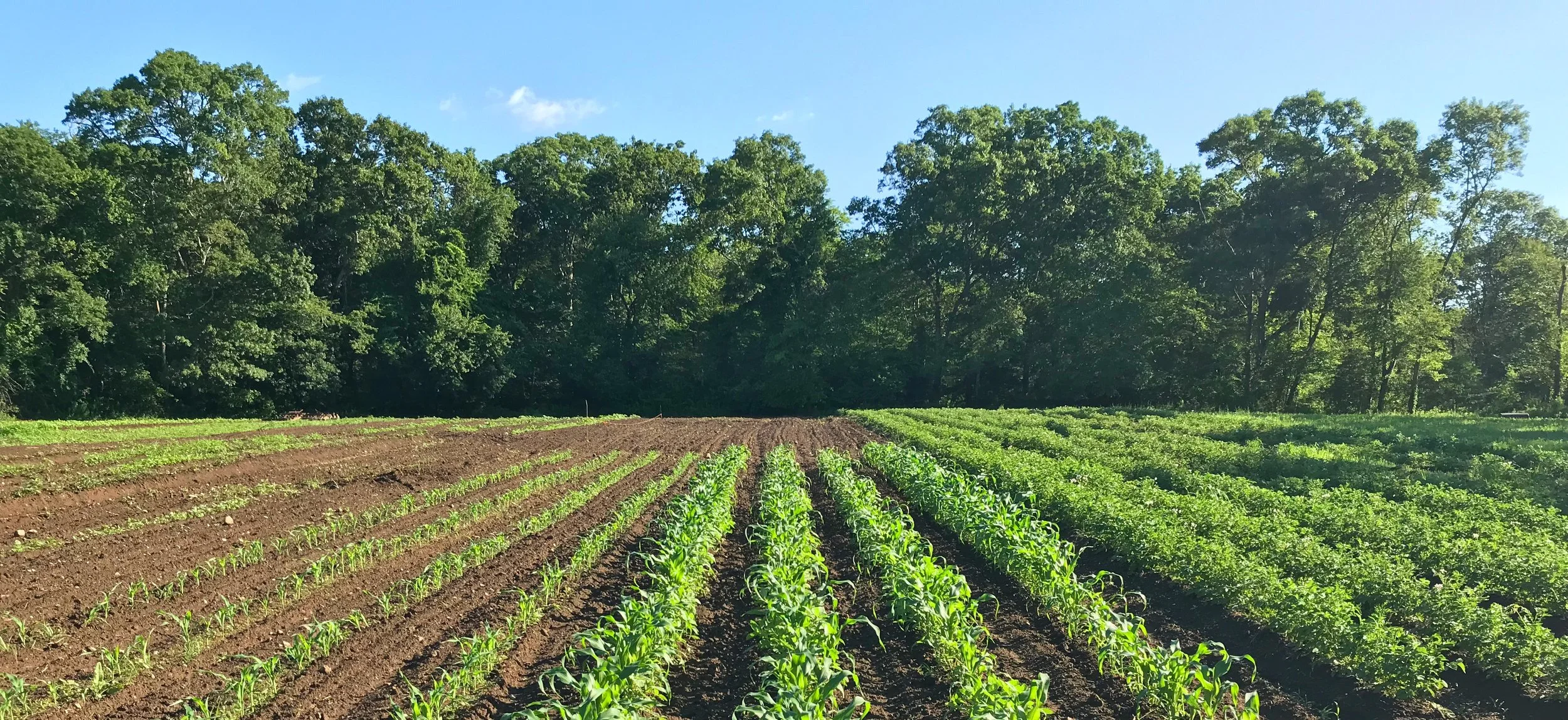 A farm with 4 rows of young green crops growing in well-tilled brown soil, bordered by a dense green forest under a clear blue sky.