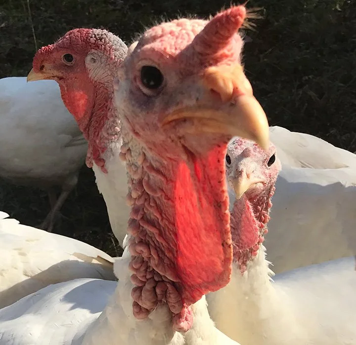 Close-up of a turkey with a prominent red head and wattles among other white turkeys.