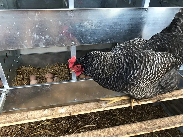 A barred rock hen laying eggs inside an egg storage box, with one egg partially out of the box, and the hen looking at the eggs.