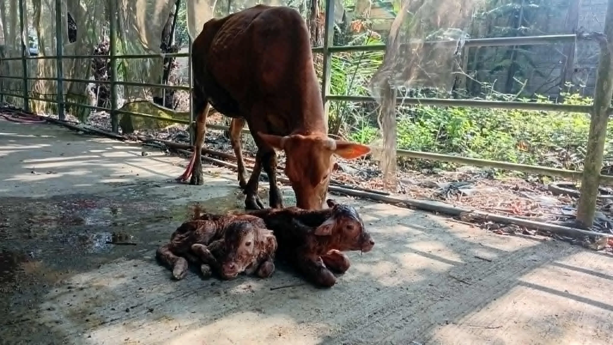 Celebrating Red Wagyu Twins