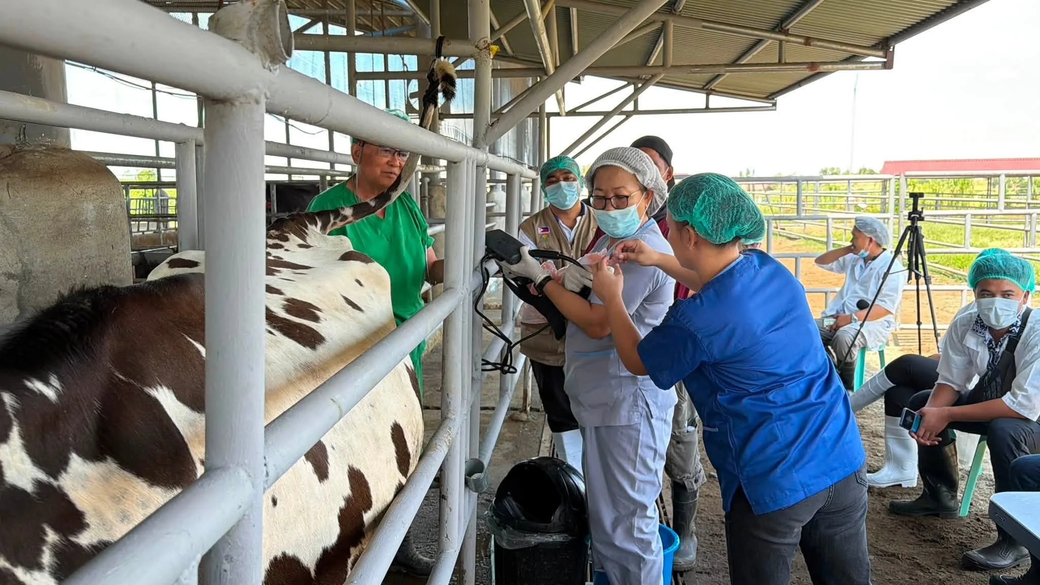Breakthrough in Dairy Cattle MOET: Successful Embryo Collection Marks New Milestone