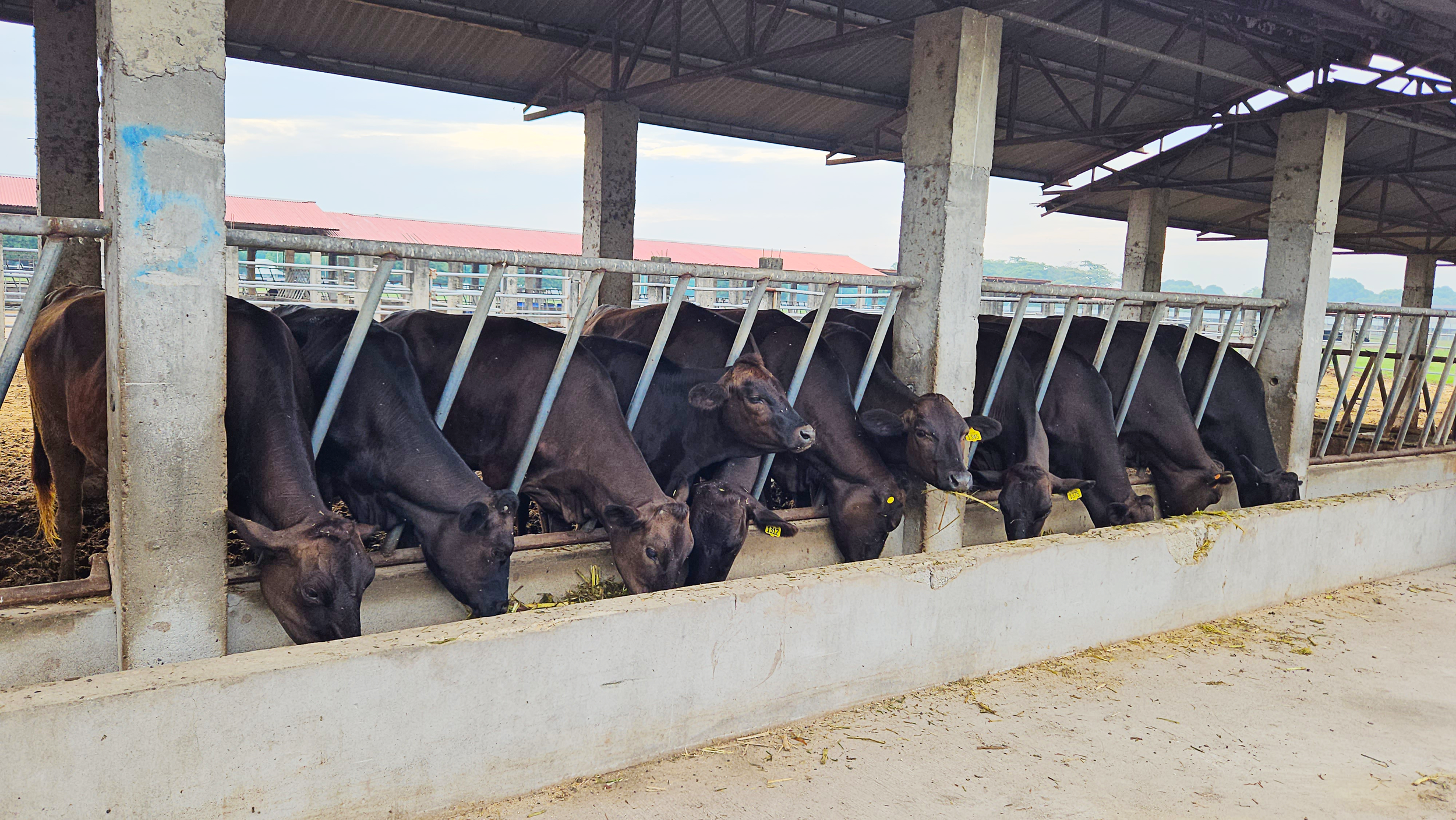 Eleven Black Wagyu cattle feeding at a covered feed bunk in JMH Farm, Pampanga, demonstrating quality herd nutrition and sustainable beef cattle management.