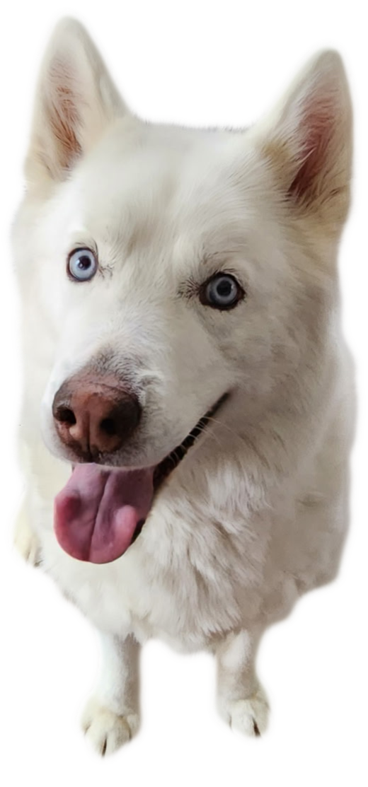 A white dog with blue eyes, a pink nose, and an open mouth showing its tongue.