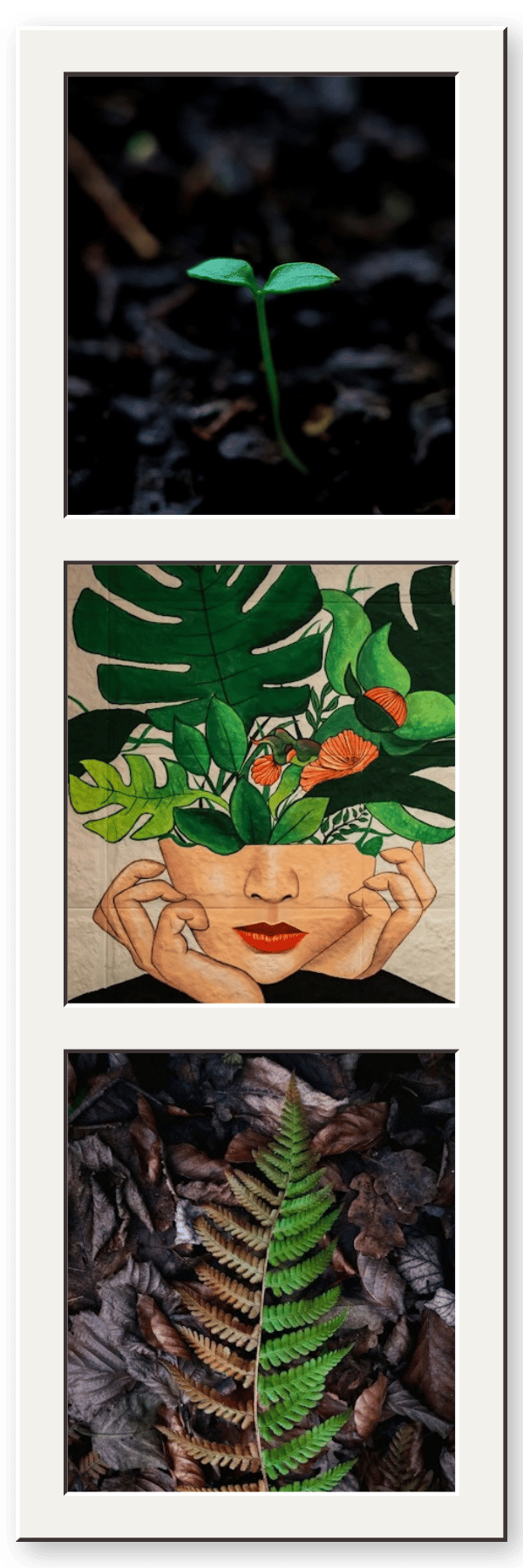 Collage images of plants growing and changing.