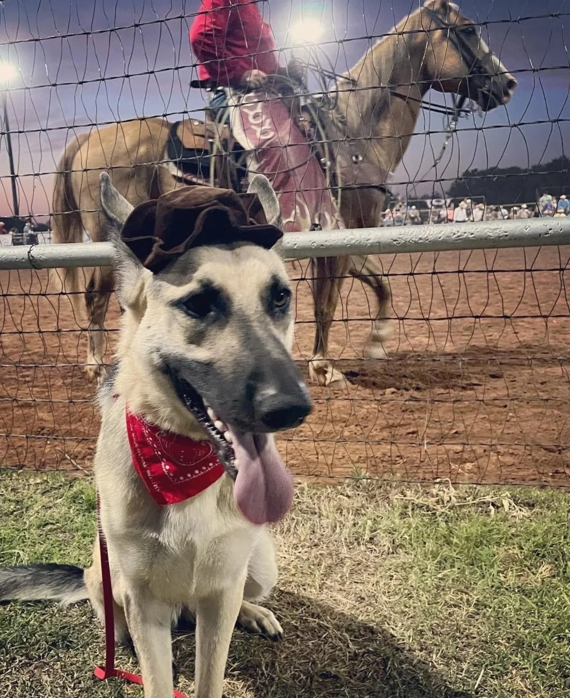 A smiling dog with a red bandana and a cowboy hat, sitting in front of a horse behind a wire fence at a rodeo or fair.