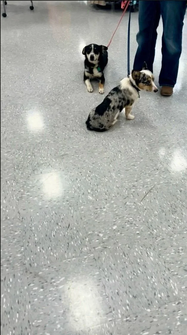 Two small dogs sitting on a shiny grey tiled floor, with one dog facing forward and the other looking to the side, attached to leashes held by a person standing nearby.