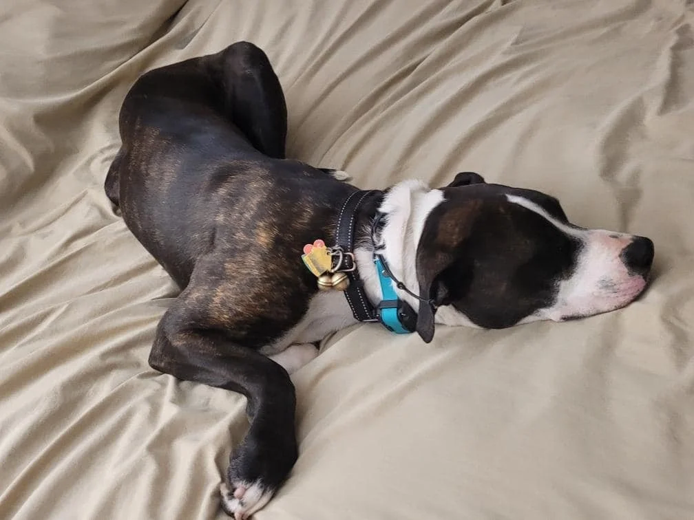 Dog lying on its side on a beige bed, with eyes closed and head resting on the bed.