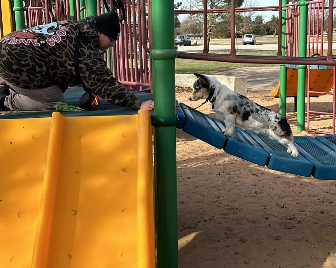 A person wearing a striped hoodie and khaki pants is kneeling on a playground slide, reaching towards a moving border collie puppy on a blue ramp. The playground has colorful equipment with green, yellow, pink, and orange structures, and a few cars are visible in the background.