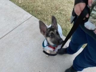 A small dog with big ears and brindle fur on a leash, looking up at a person holding the leash, standing on a sidewalk near grass.