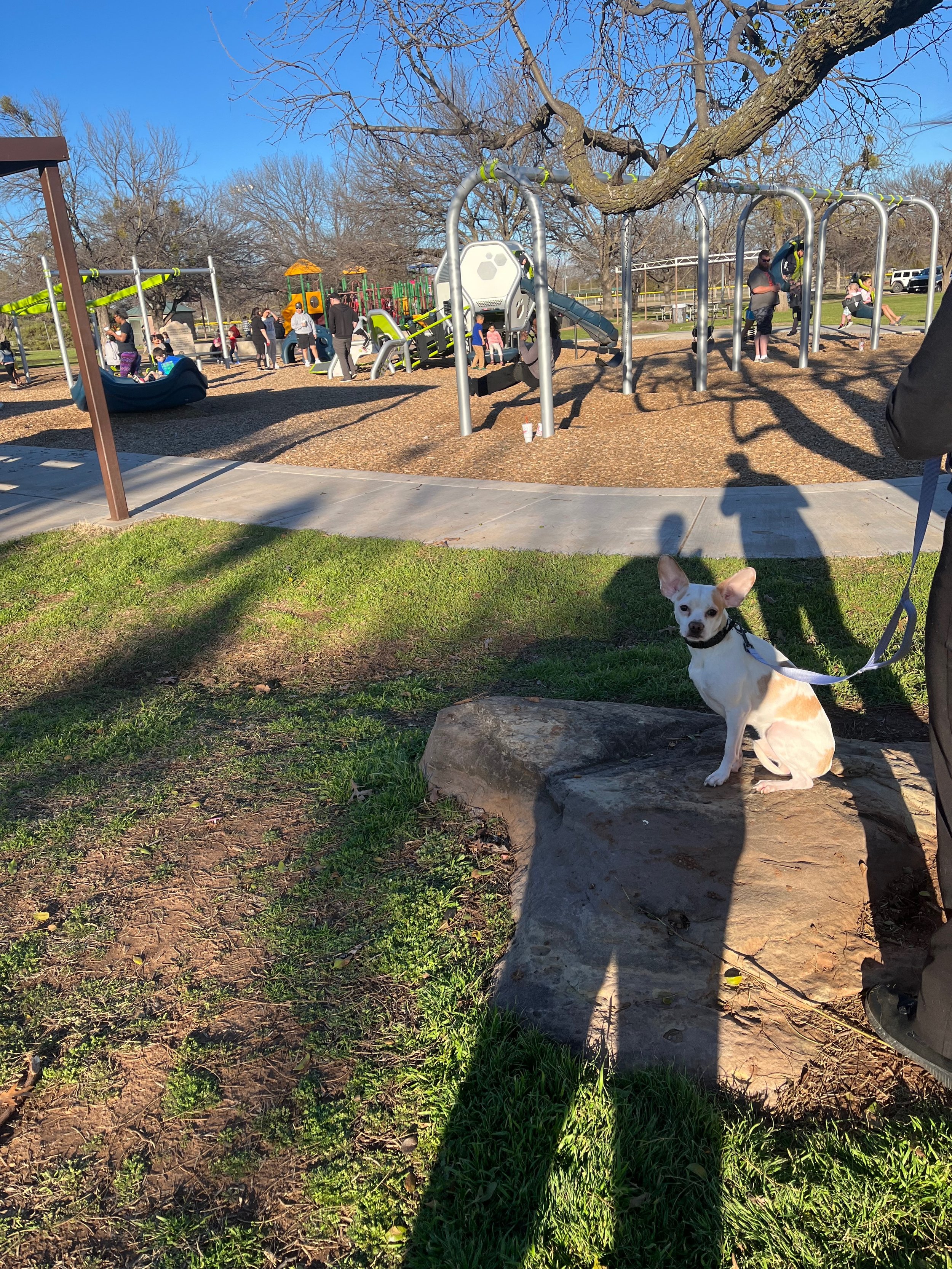 A playground in a park with children playing, adults supervising, and a dog sitting on a rock in the foreground. The playground has slides, swings, and climbing structures surrounded by trees and a grassy area.