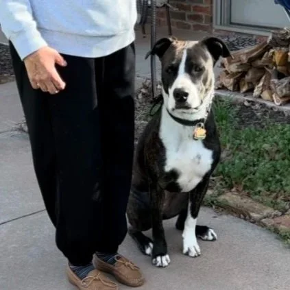 A person standing next to a black and white dog on a sidewalk, with a brick wall and stacked wood in the background.