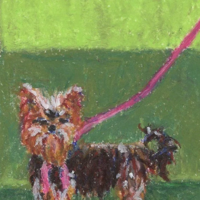 YorkieonSage2024 SQ Close up.jpg