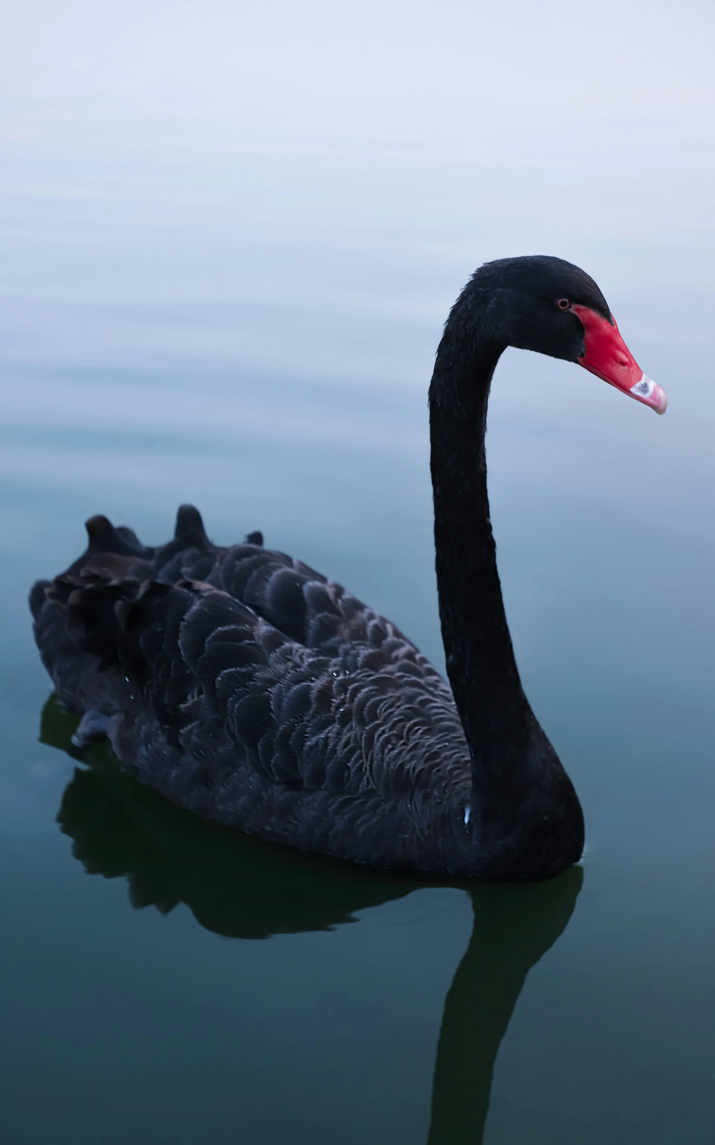 A black swan swimming in a calm body of water with a light blue sky in the background.