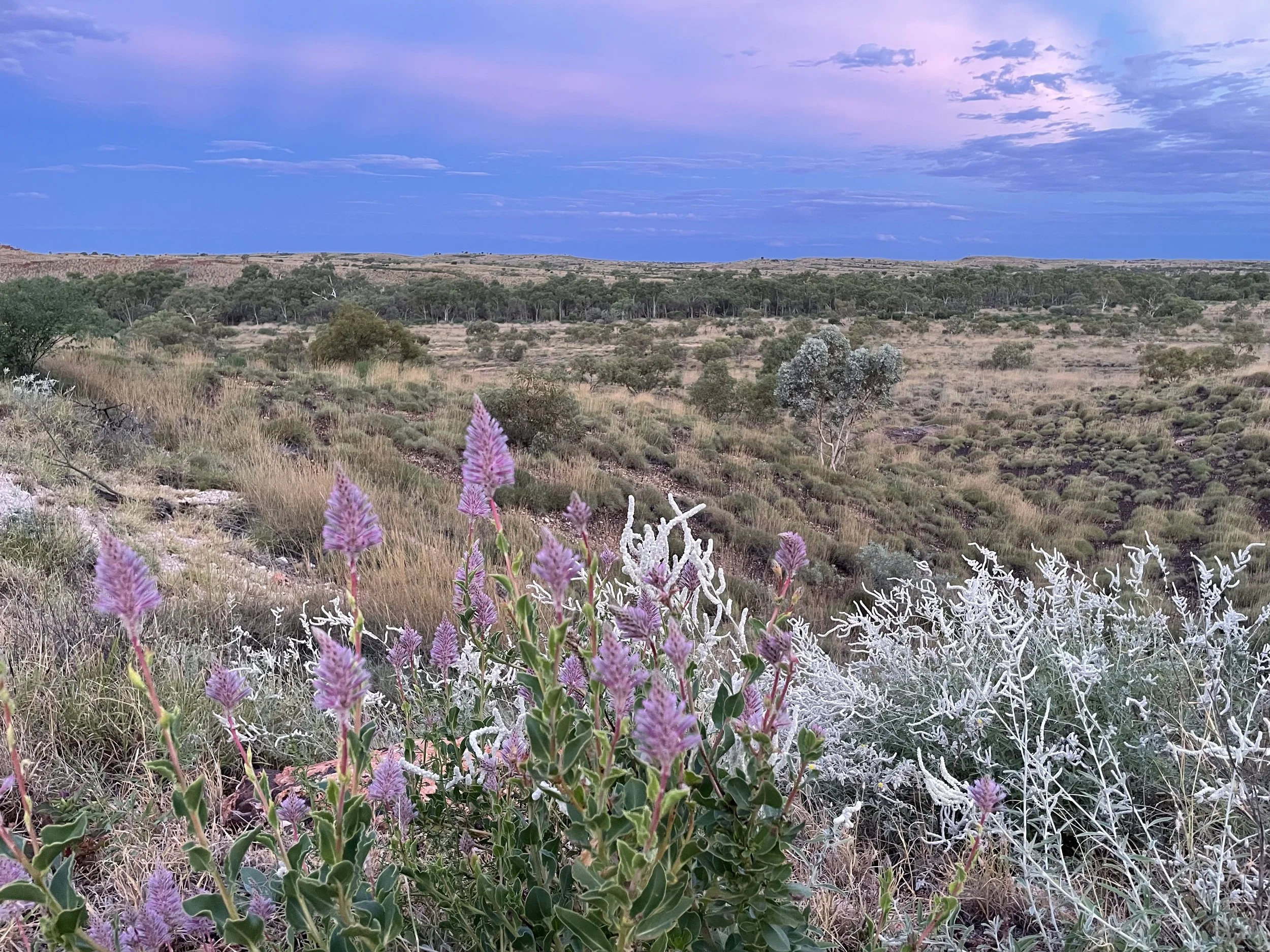 A landscape with purple flowers in the foreground, green bushes, and a distant hill with trees under a cloudy sky.