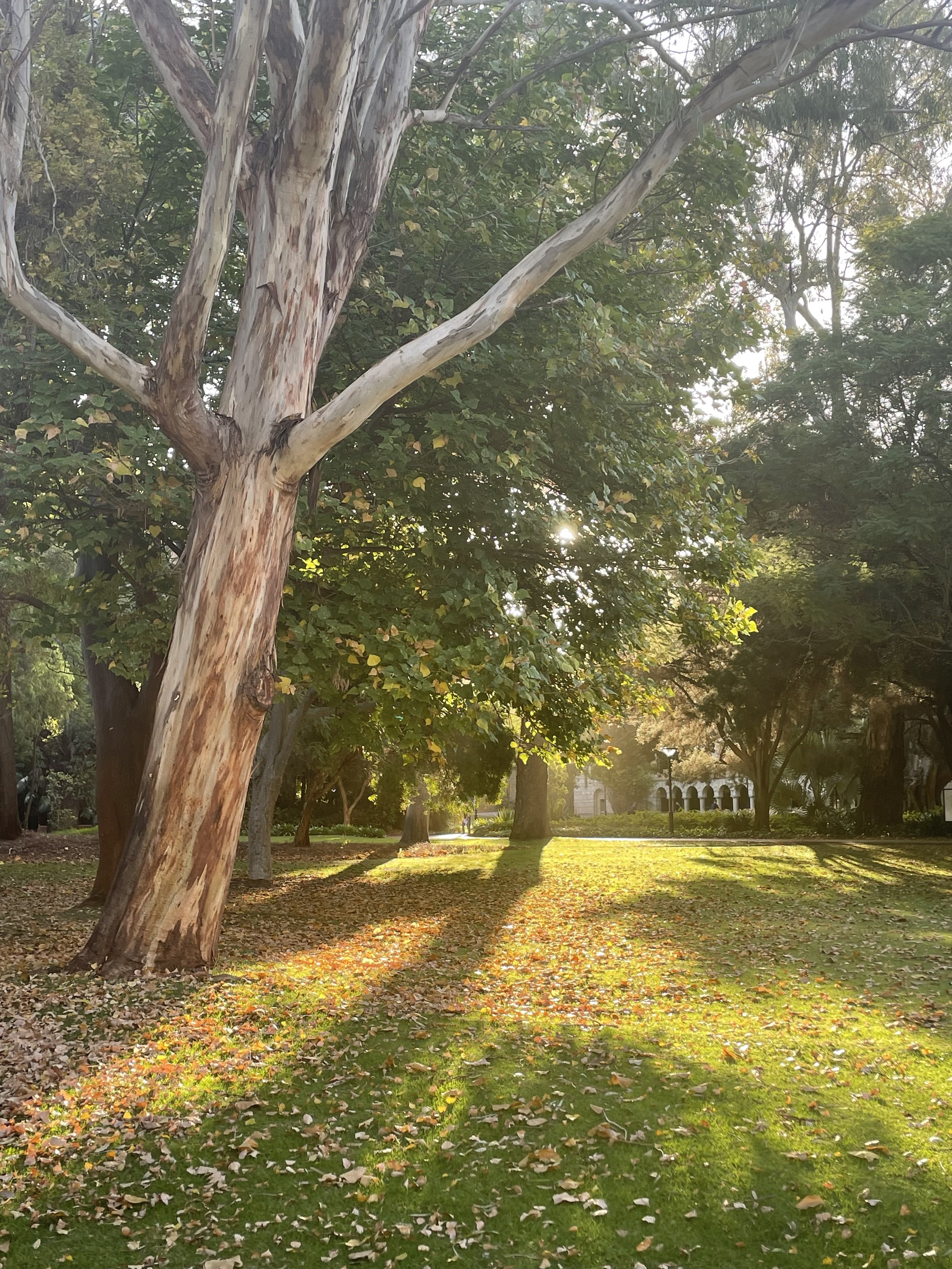 A sunlit park scene with a large tree in the foreground, its branches stretching out and leaves scattered on the grass below. In the background, there are other trees, and a walkway with some shadow patterns cast by the trees.