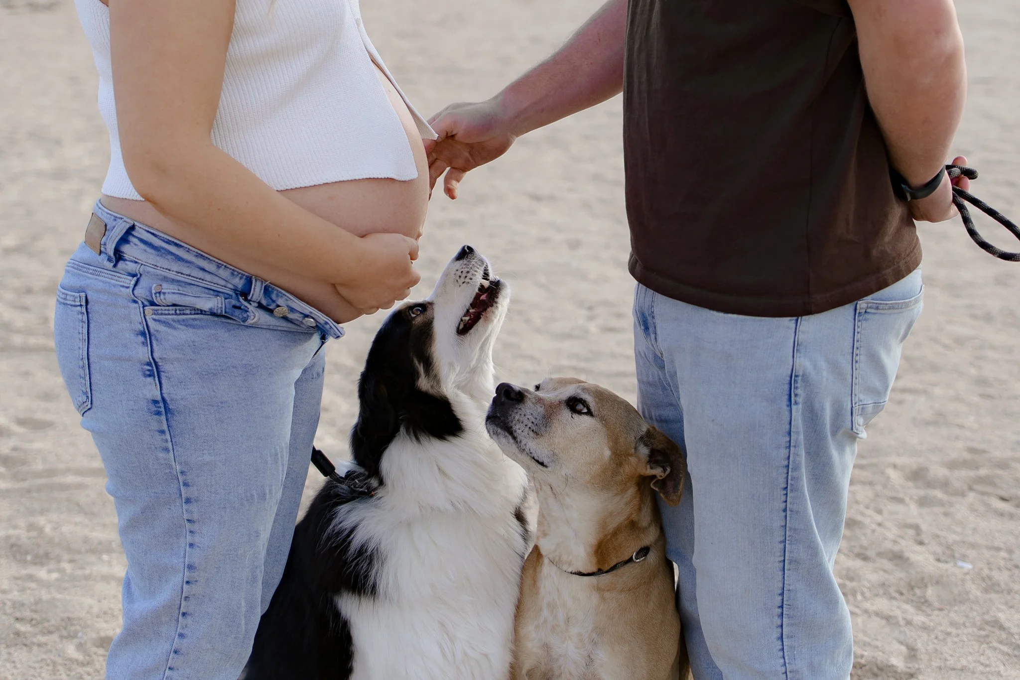 Couple and their dogs at their maternity session in Werribee, Melbourne's West