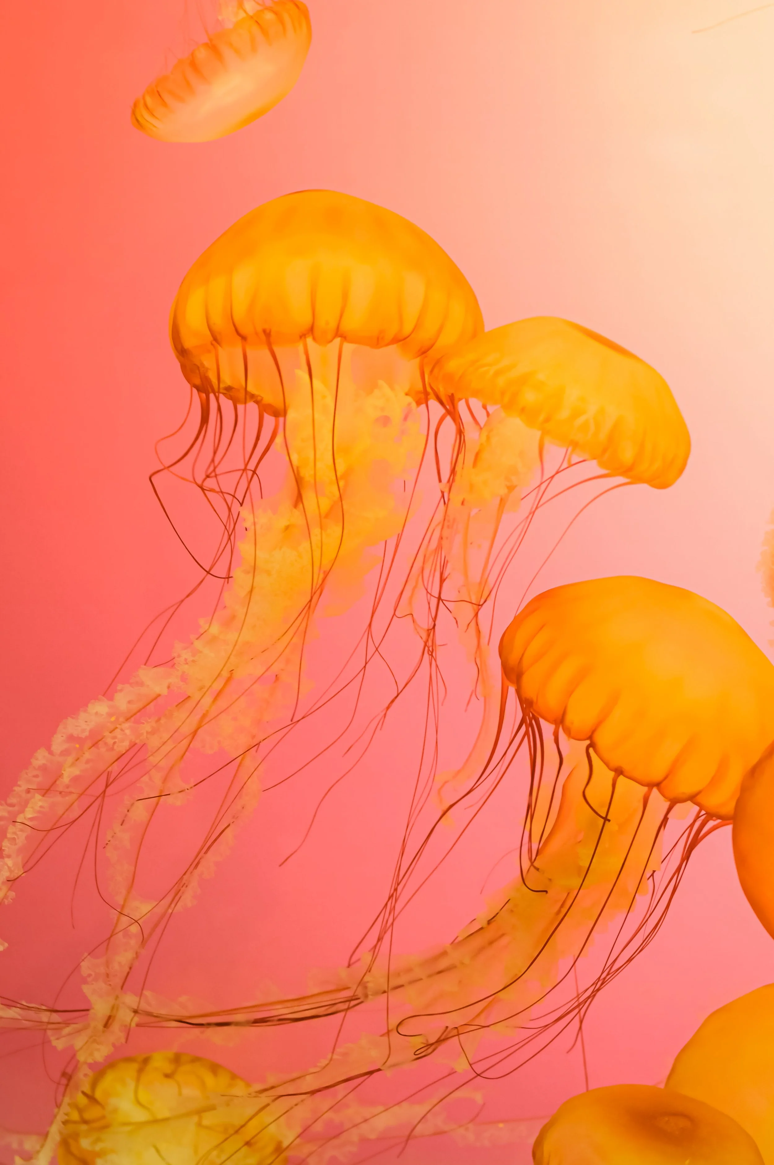 Group of orange jellyfish swimming in a pinkish water setting, illuminated with soft light.
