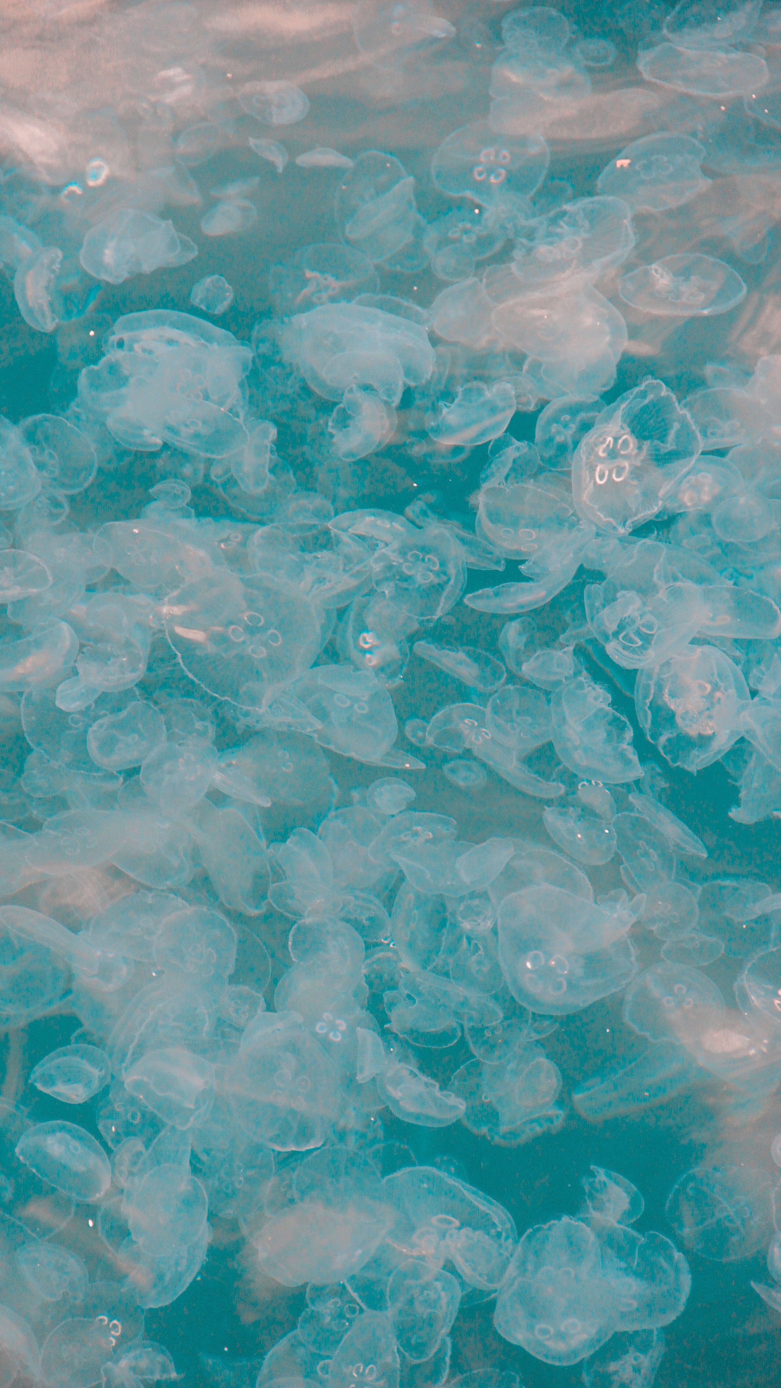A large number of translucent jellyfish swimming in the water.