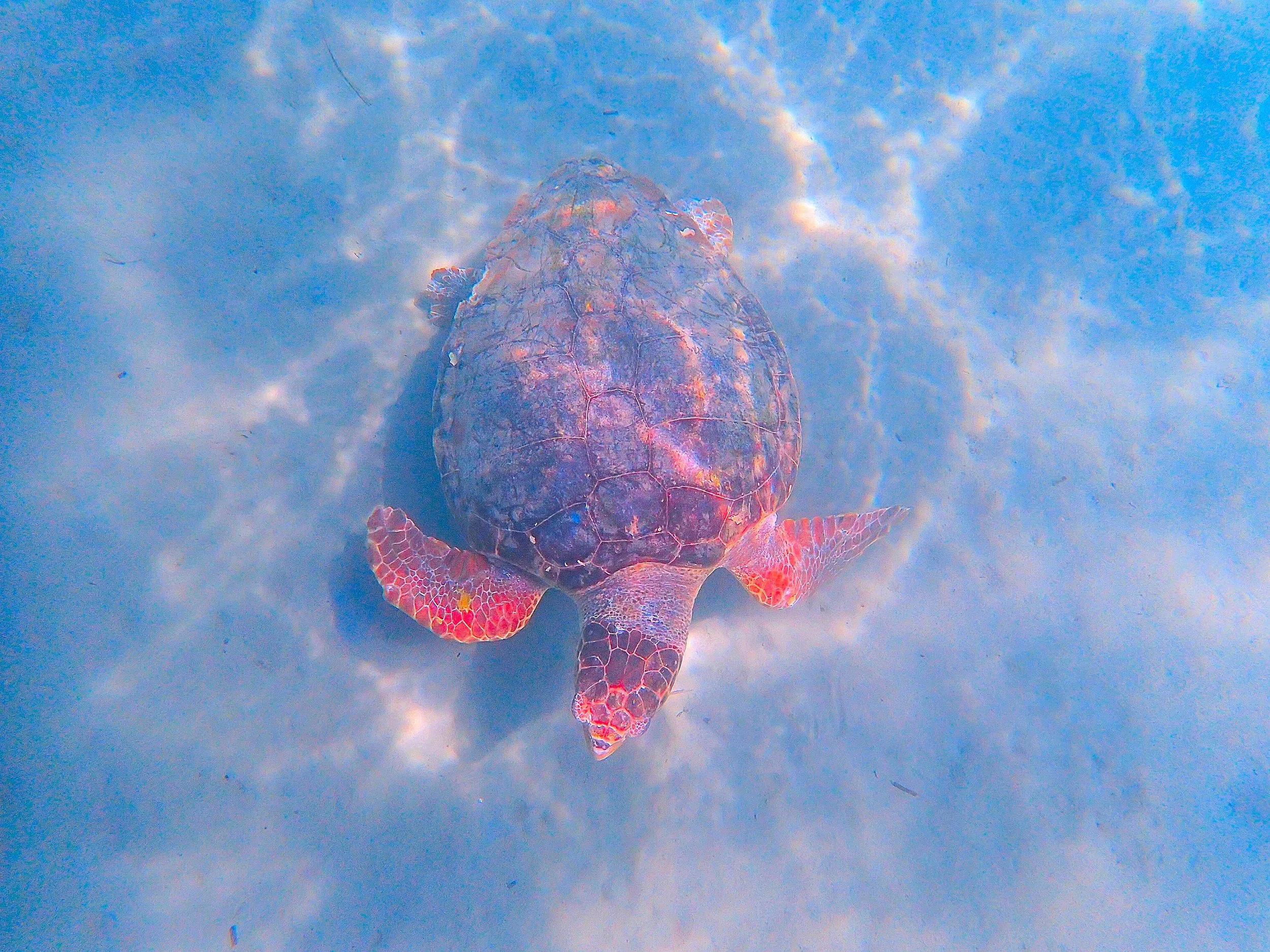 A sea turtle swimming underwater with a blue sky and clouds visible above.